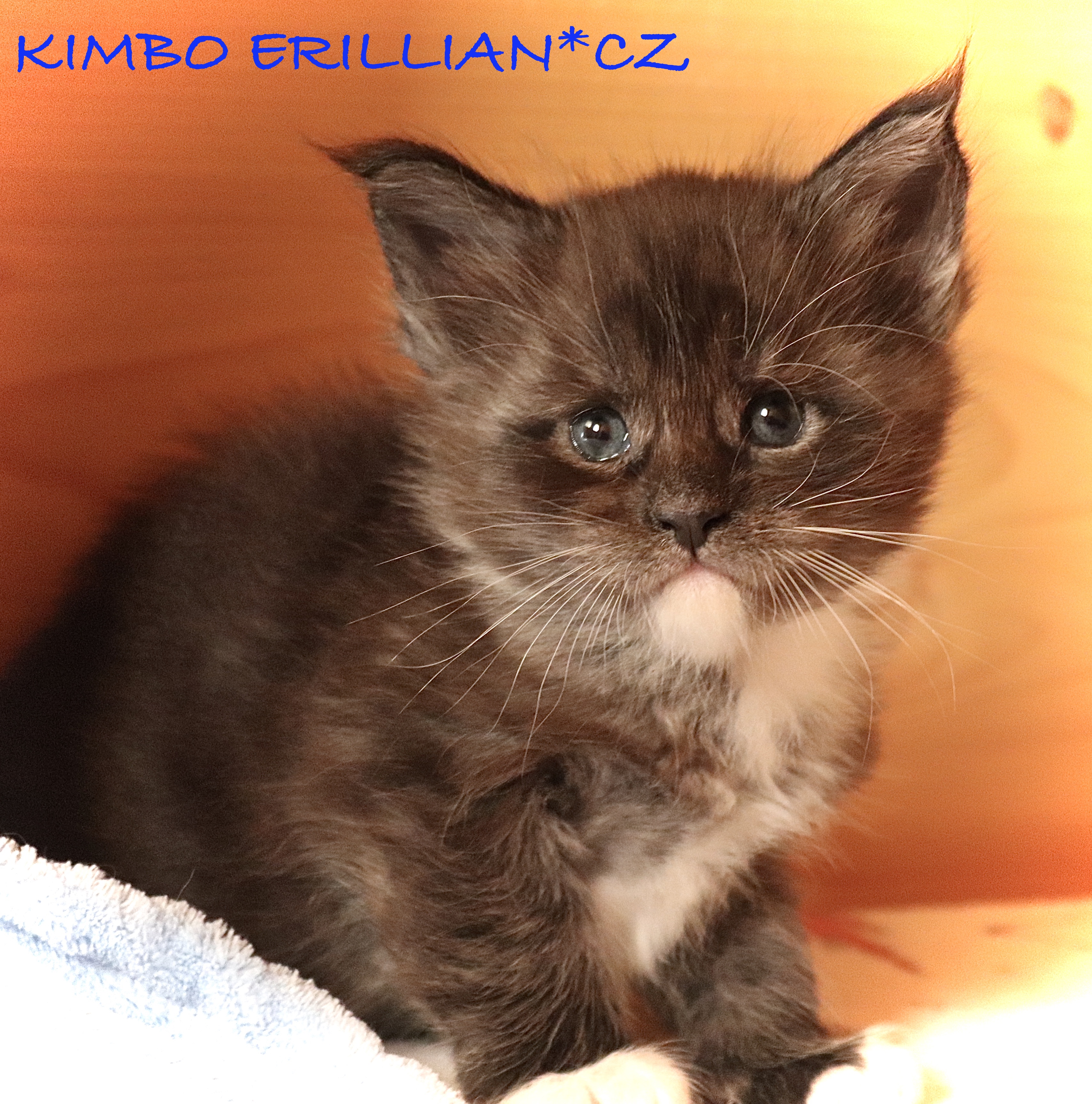 fotka kočky VRH K: KIMBO VON ERILLIAN*CZ