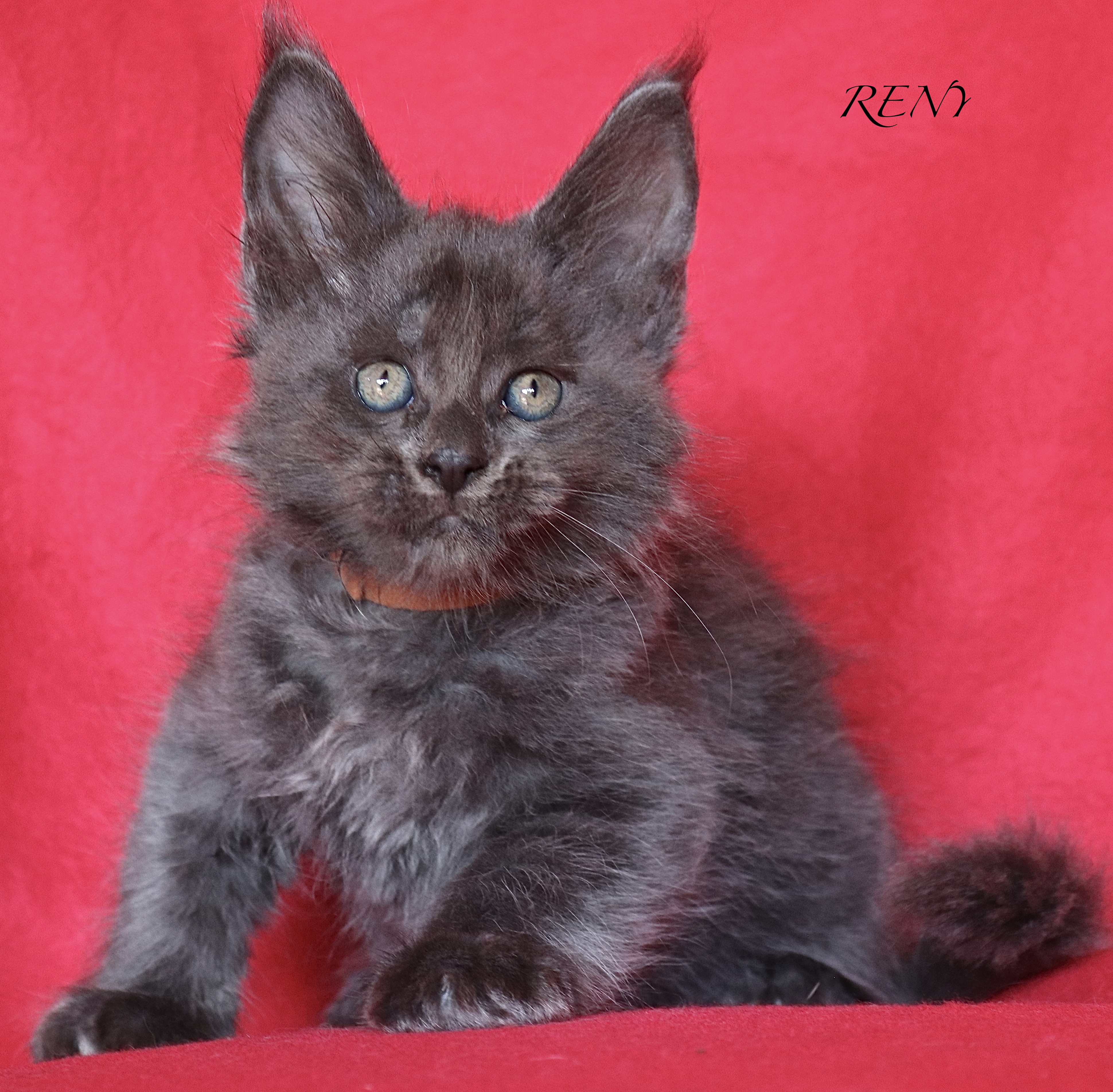 fotka kočky RENY GRAND ERILLIAN*CZ