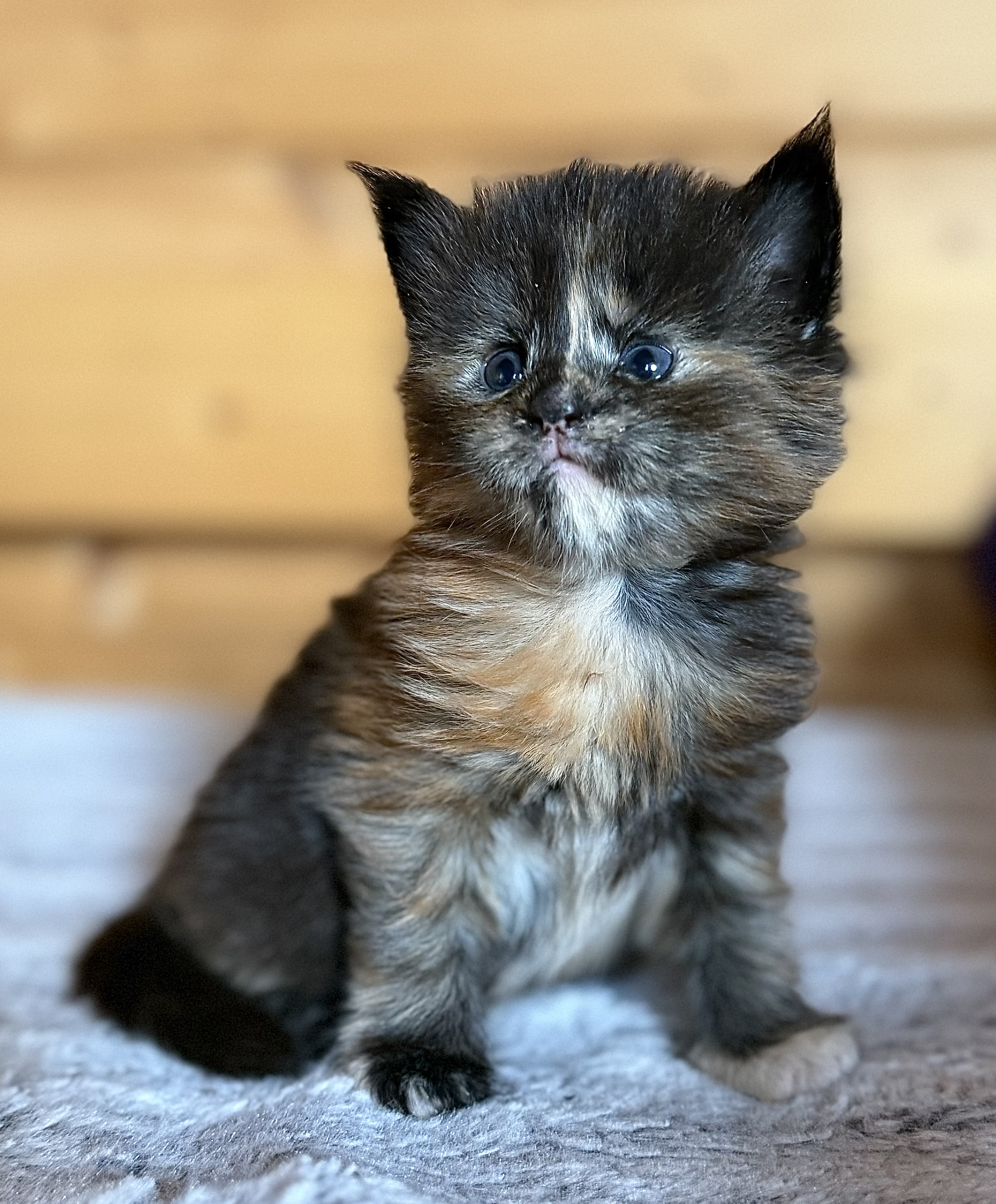 fotka kočky Viktoria von Erillian*CZ