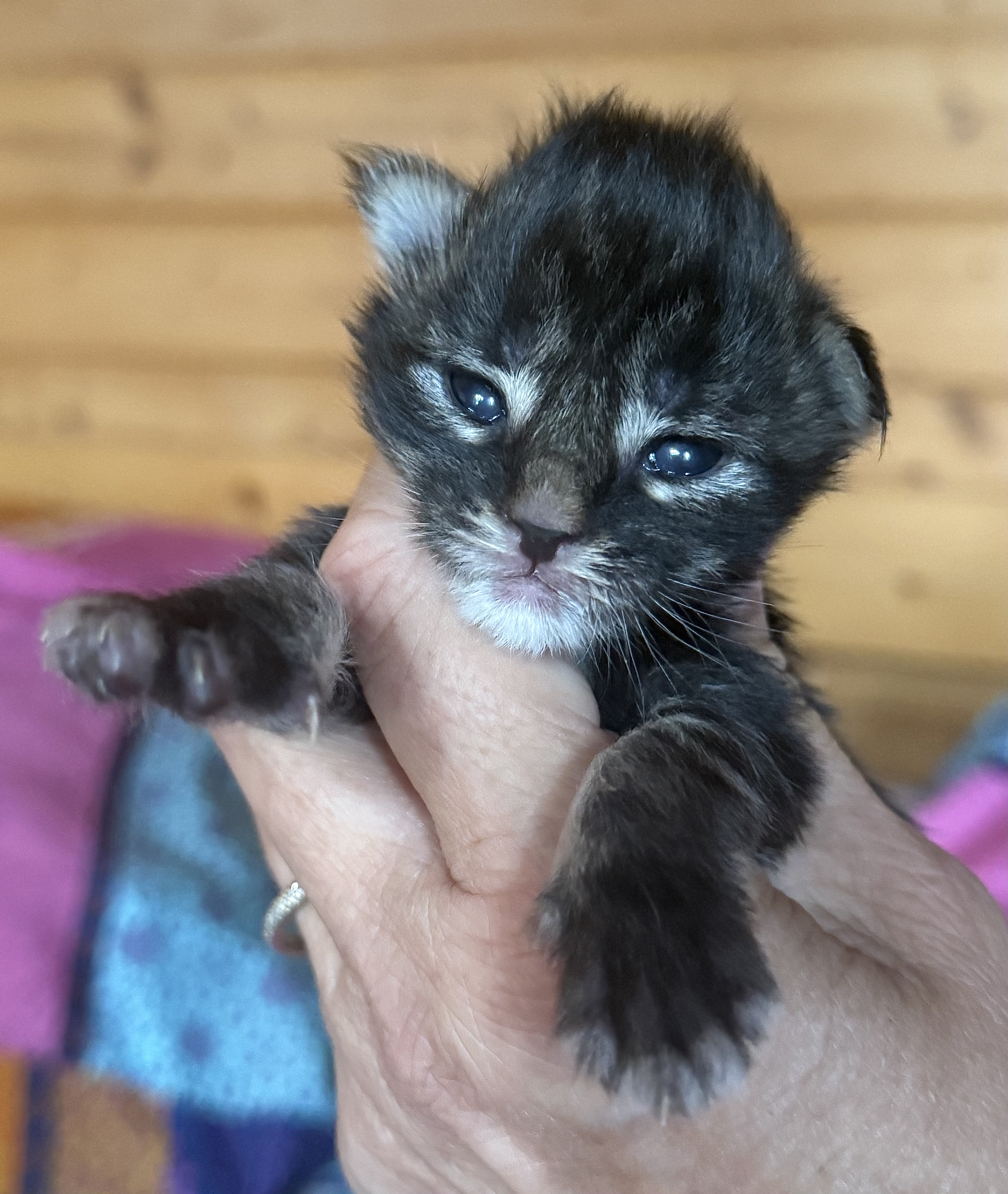 fotka kočky Willy von Erillian*CZ