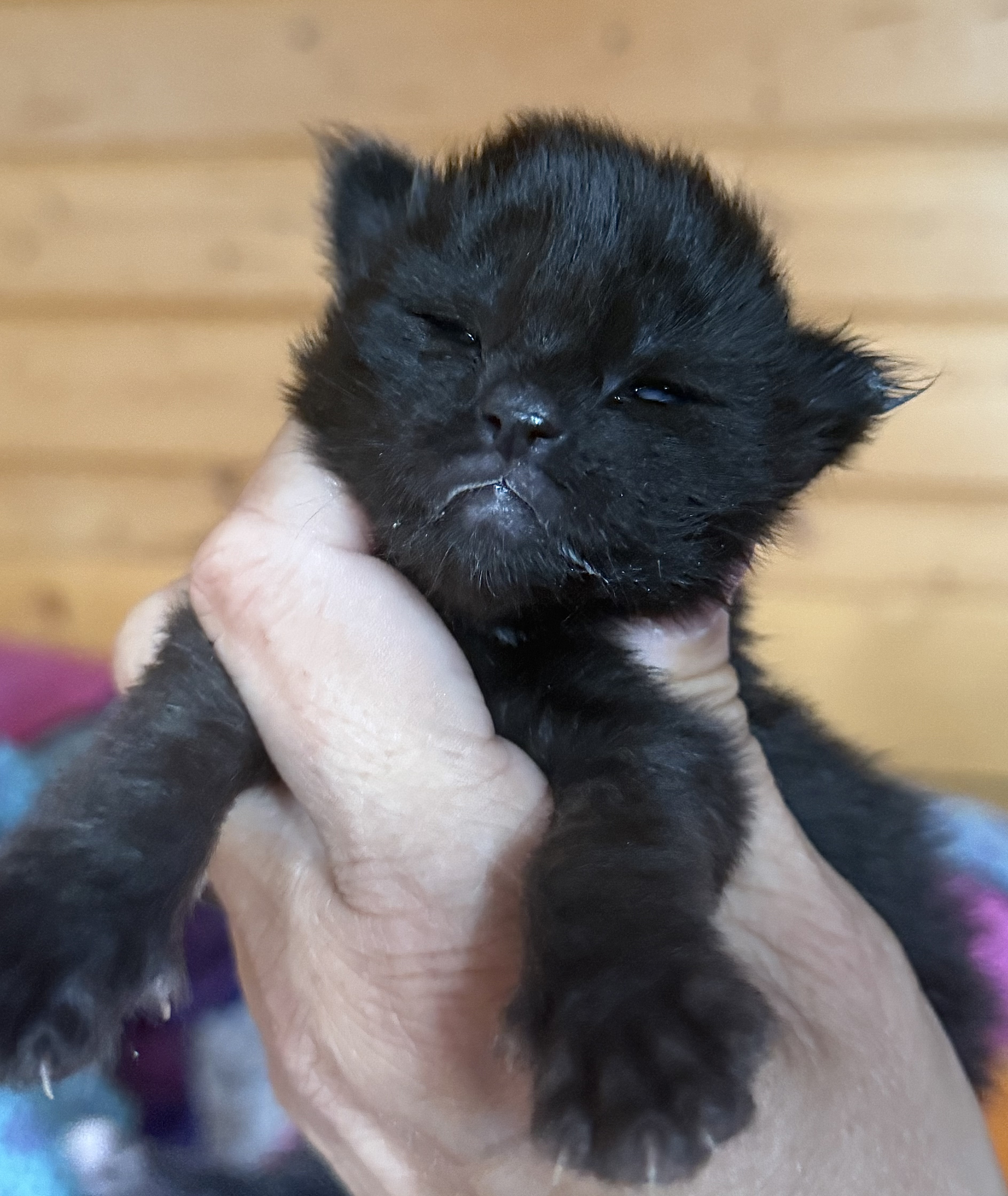 fotka kočky Wilson von Erillian*CZ