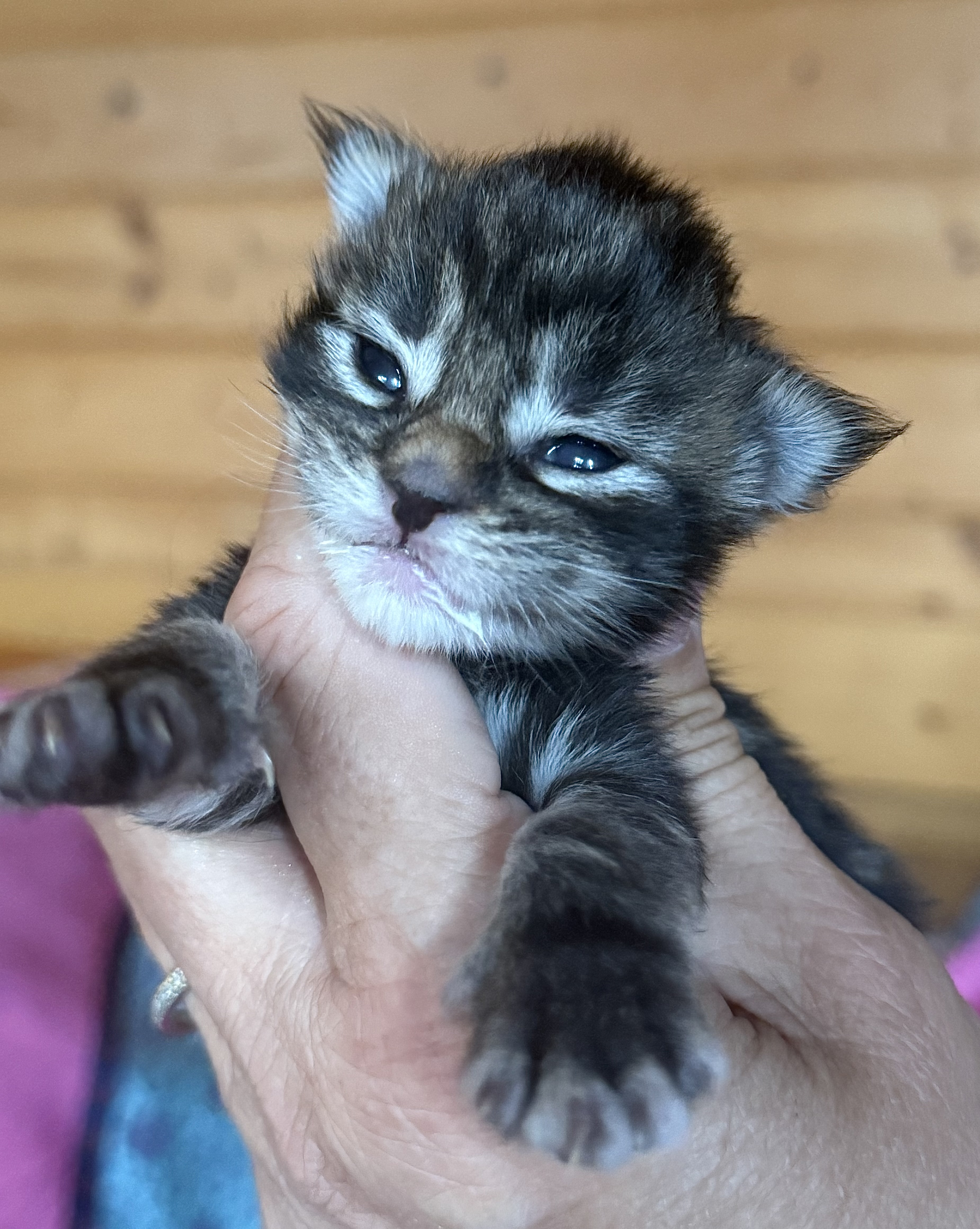 fotka kočky Wanessa von Erillian*CZ