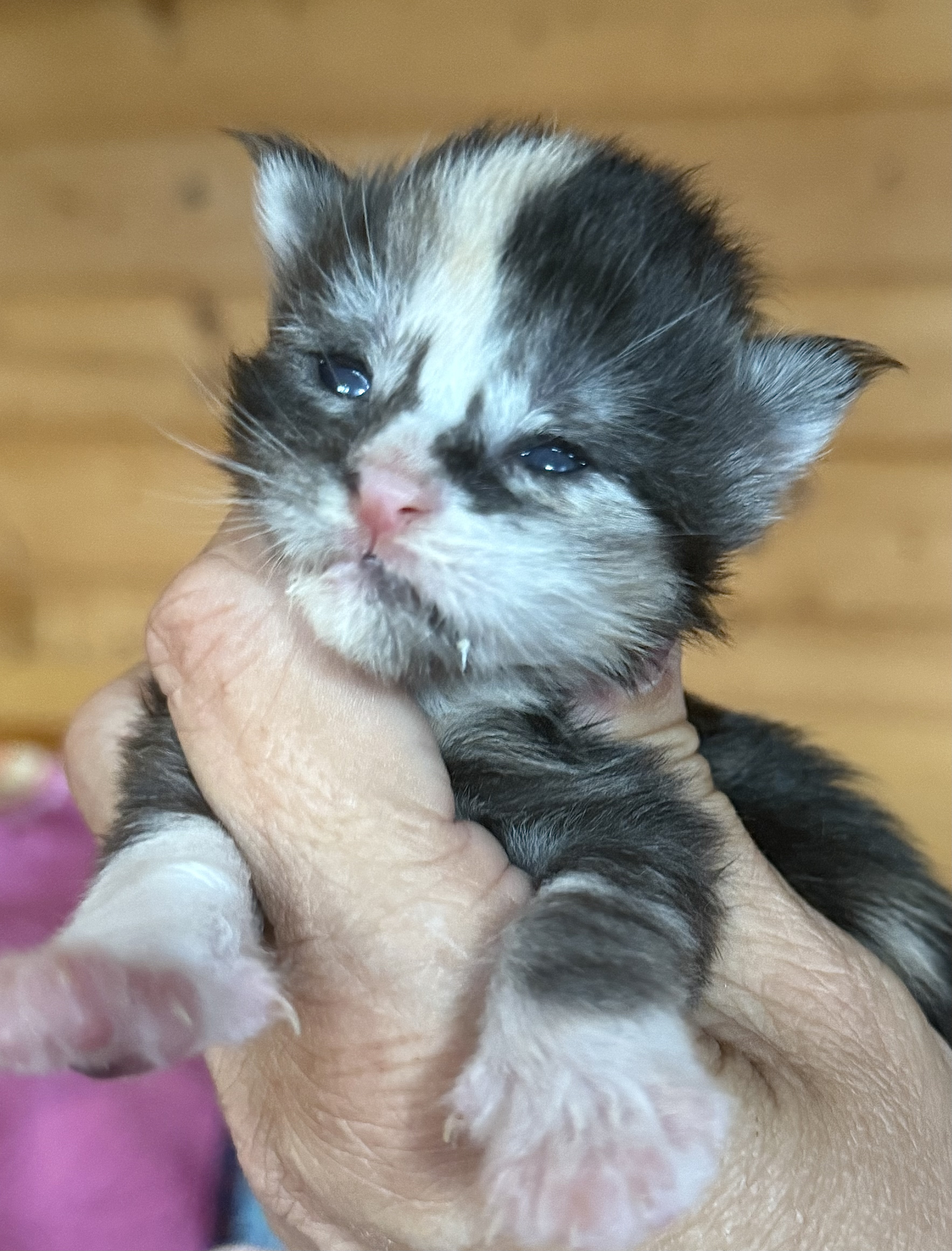 fotka kočky Wanilla von Erillian*CZ