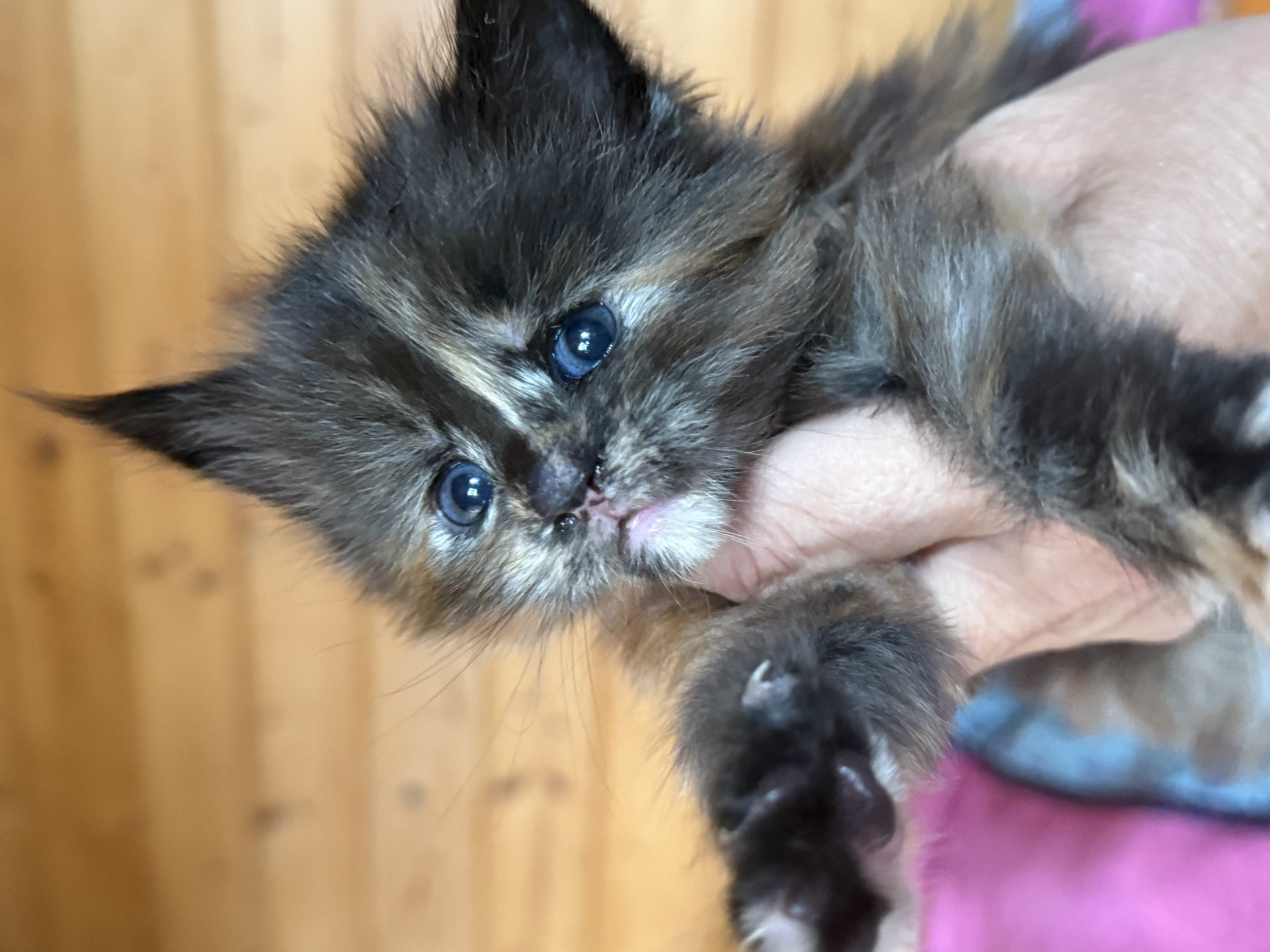 fotka kočky Viktoria von Erillian*CZ