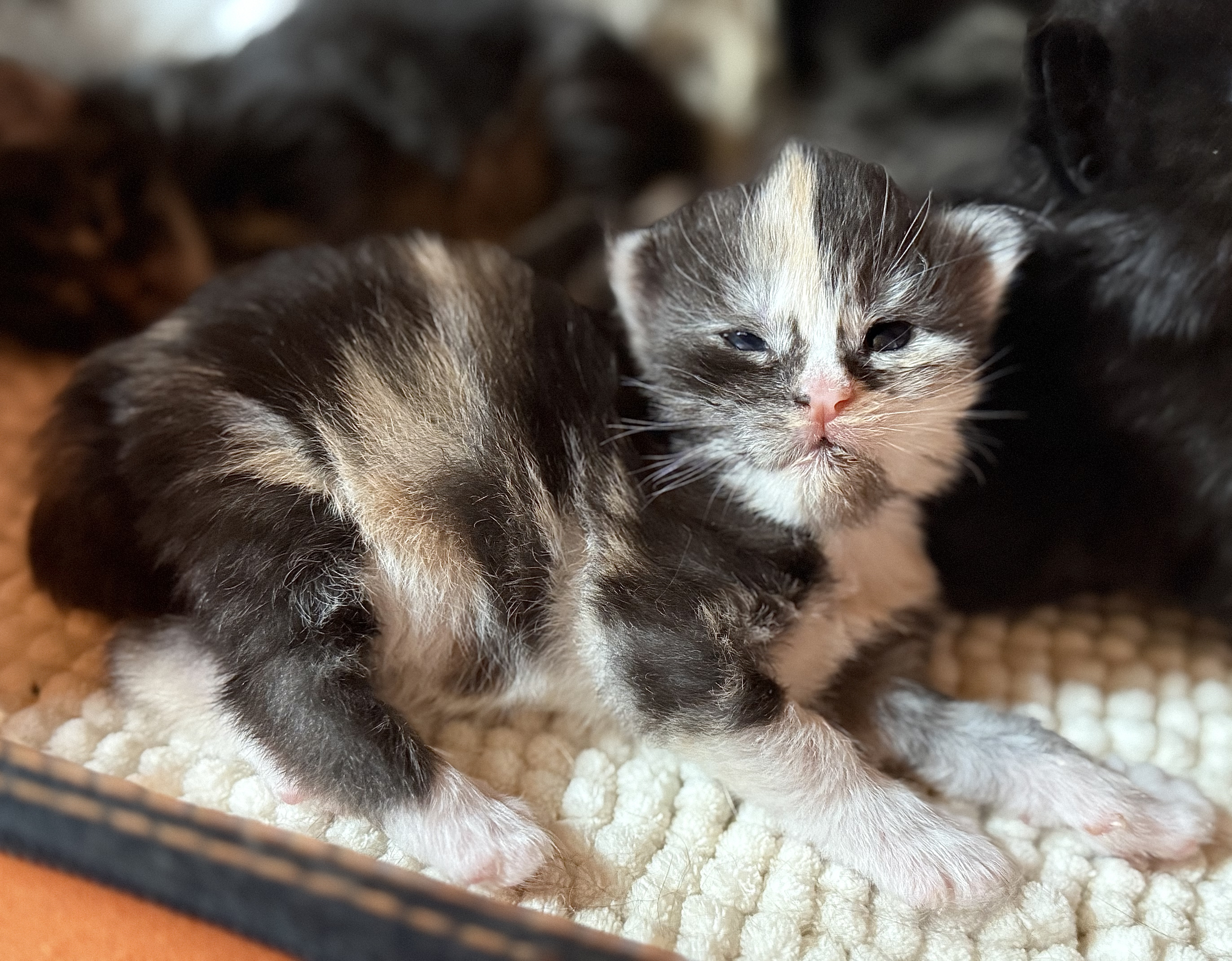 fotka kočky Wanilla von Erillian*CZ