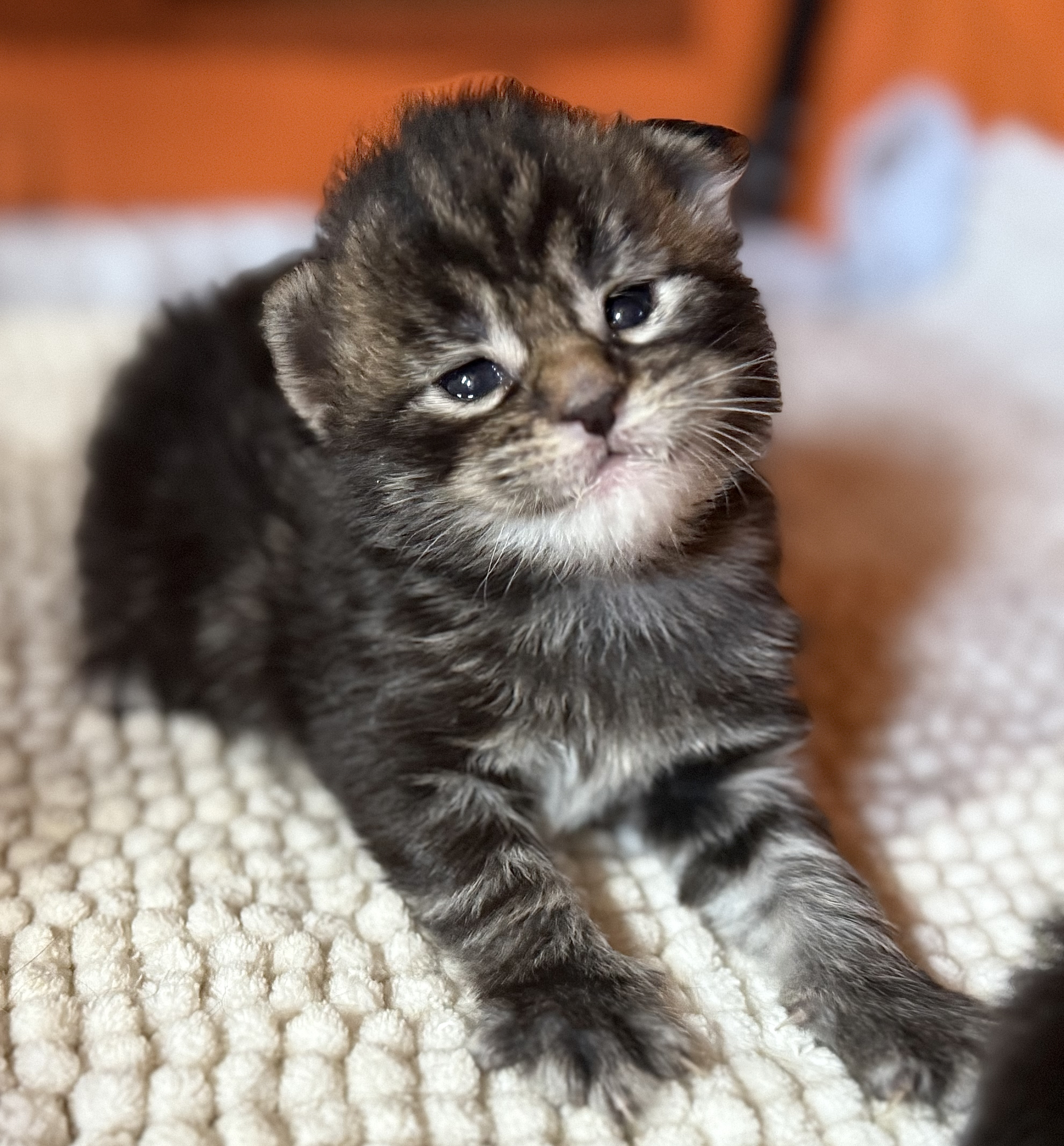 fotka kočky Wanessa von Erillian*CZ