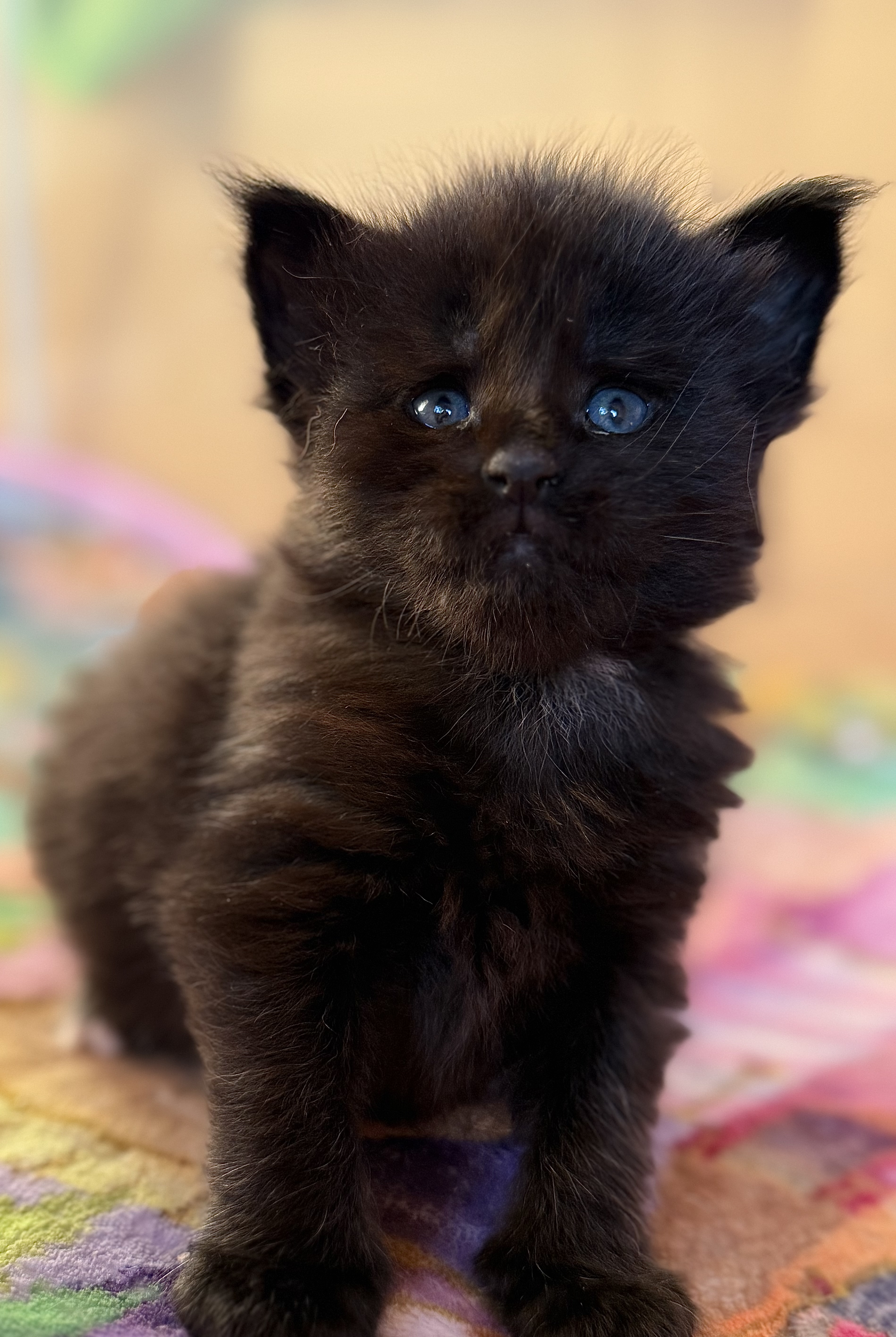 fotka kočky Wilson von Erillian*CZ