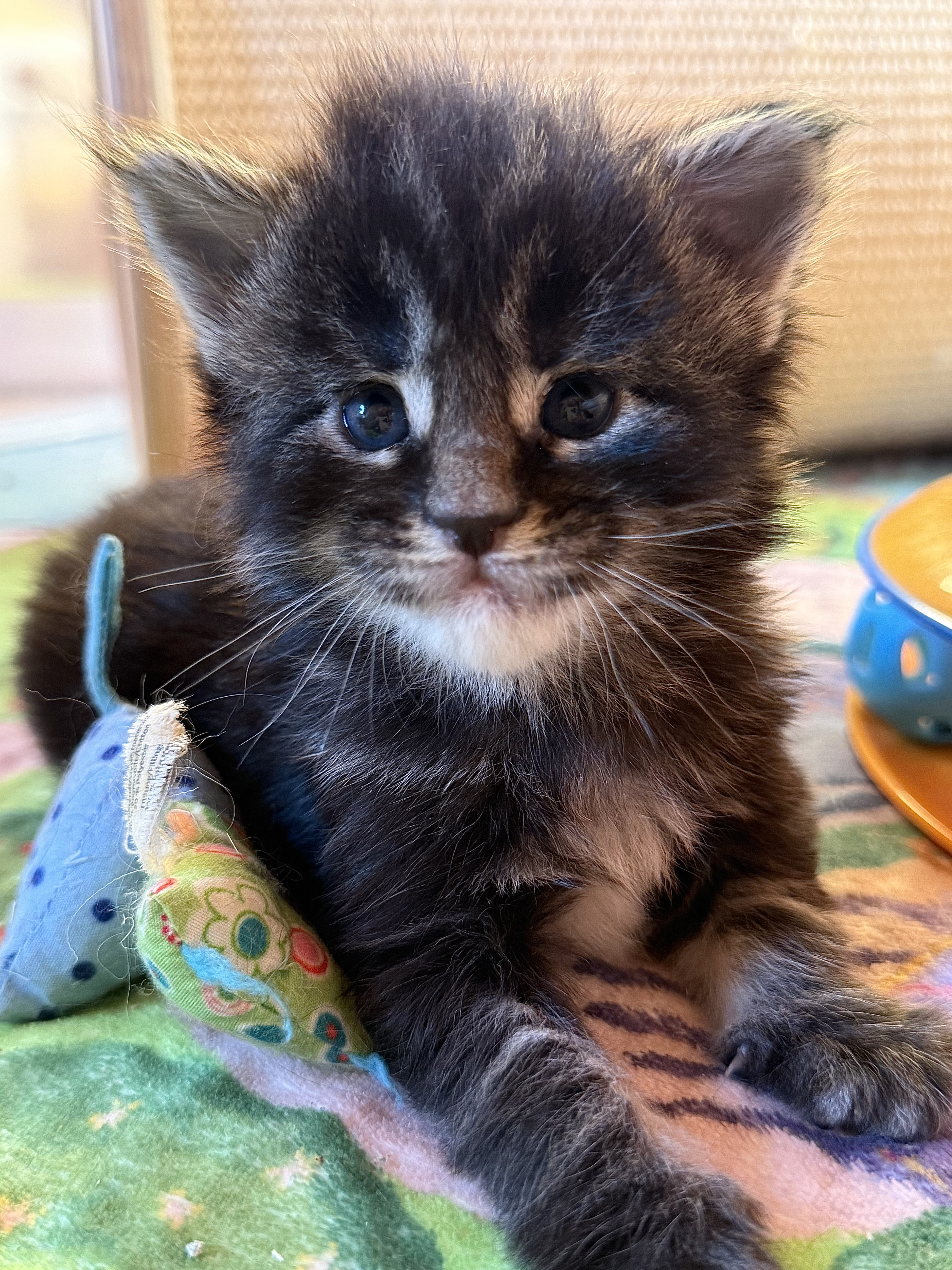 fotka kočky Willy von Erillian*CZ