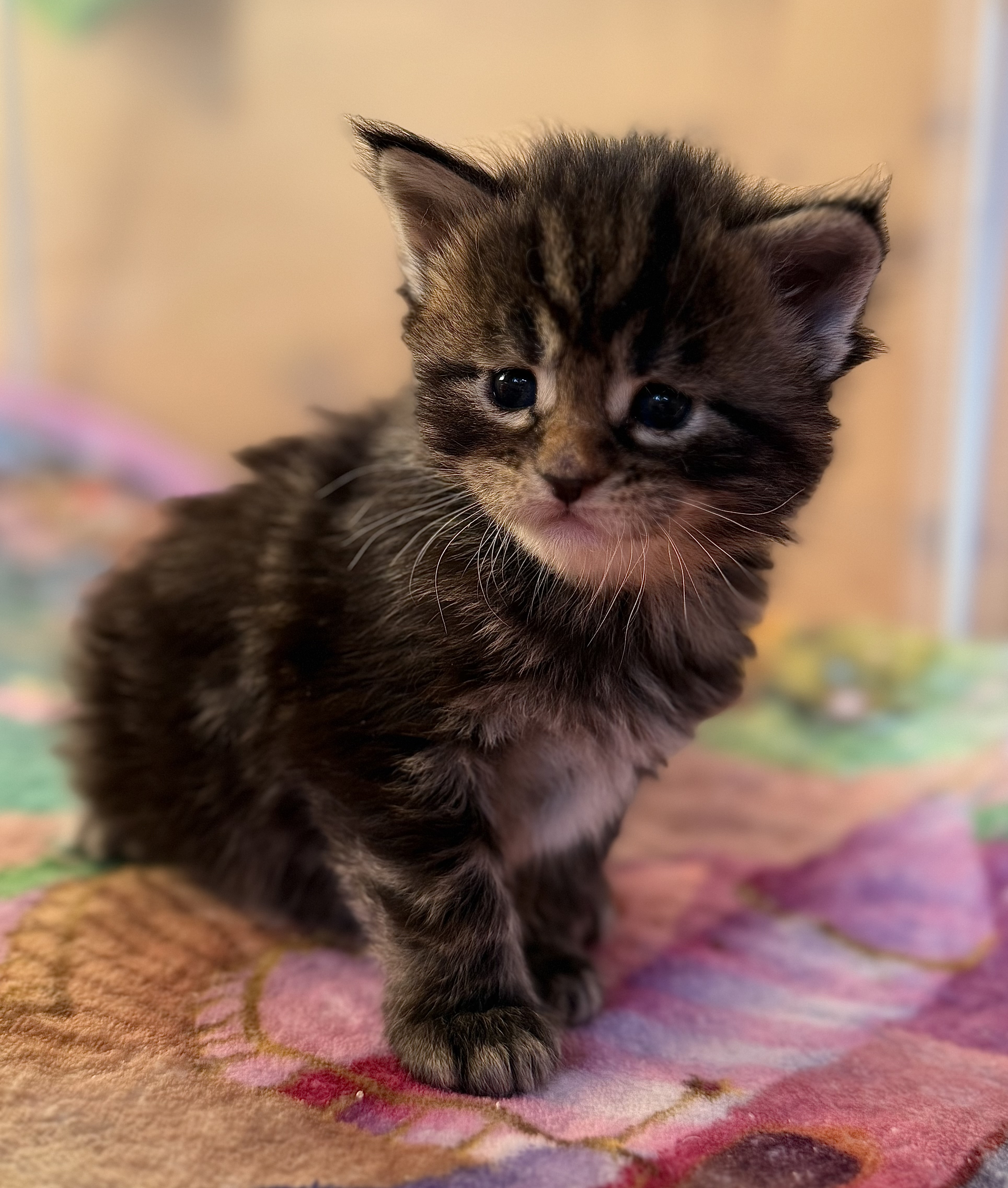 fotka kočky Wanessa von Erillian*CZ