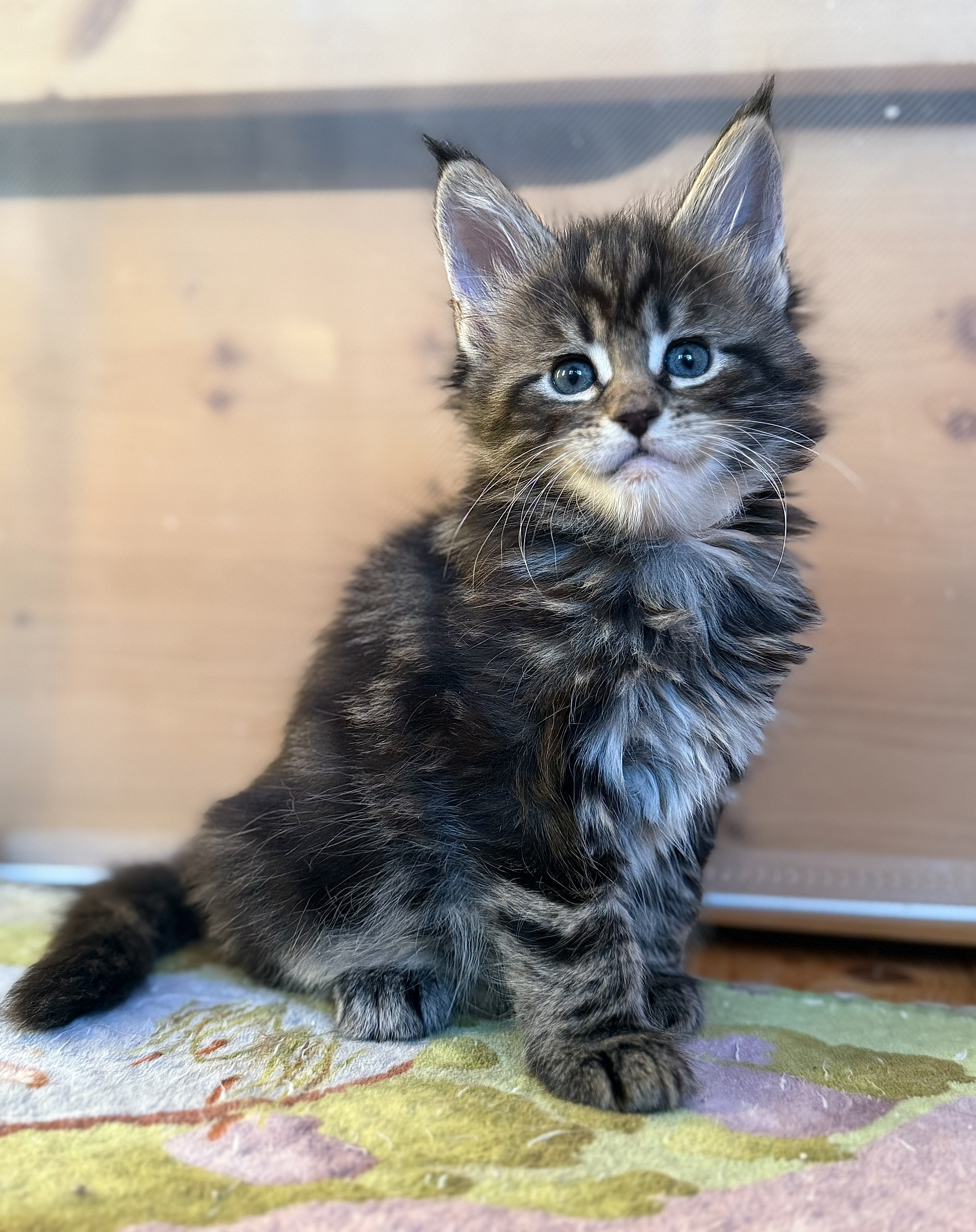 fotka kočky Wanessa von Erillian*CZ