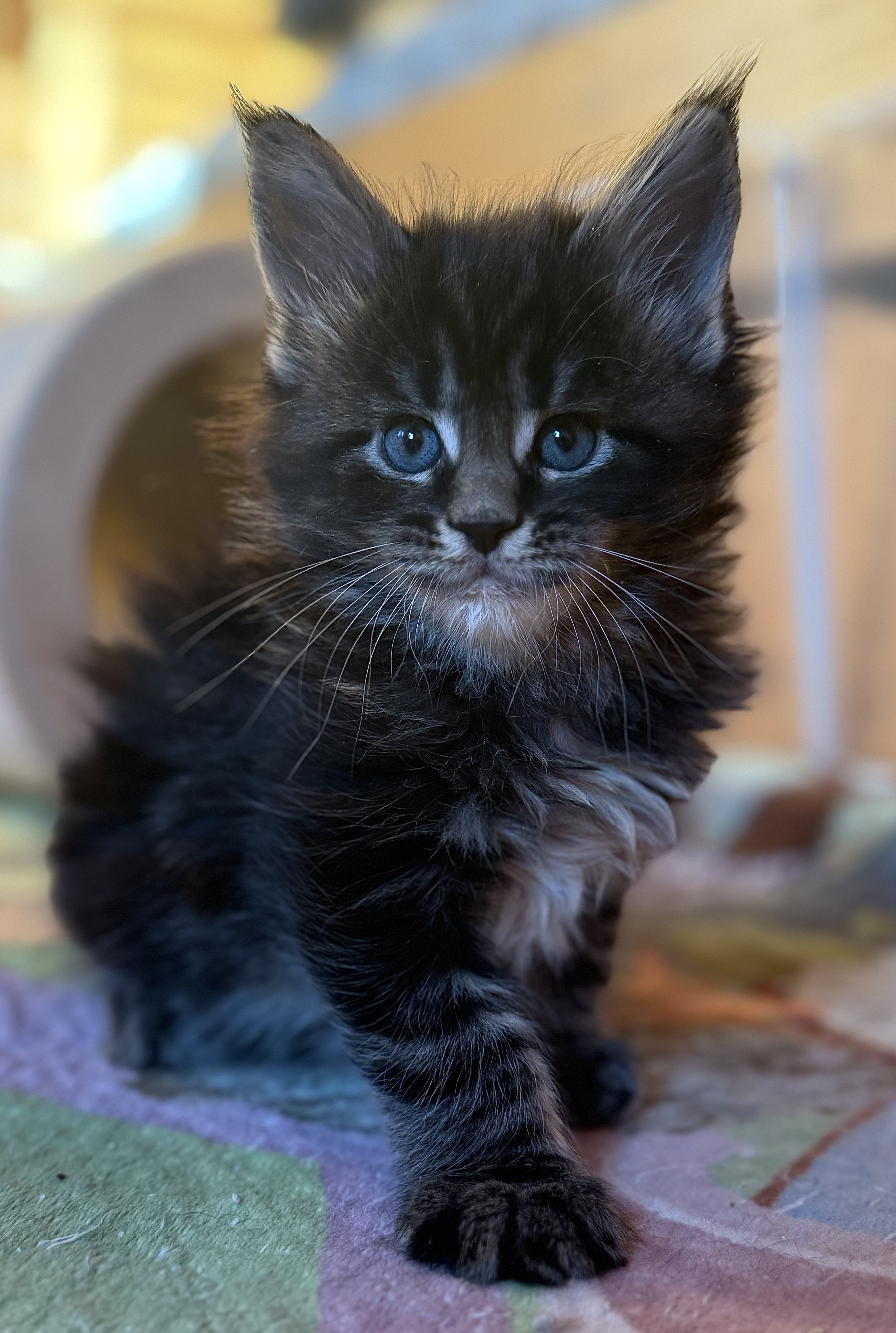 fotka kočky Willy von Erillian*CZ