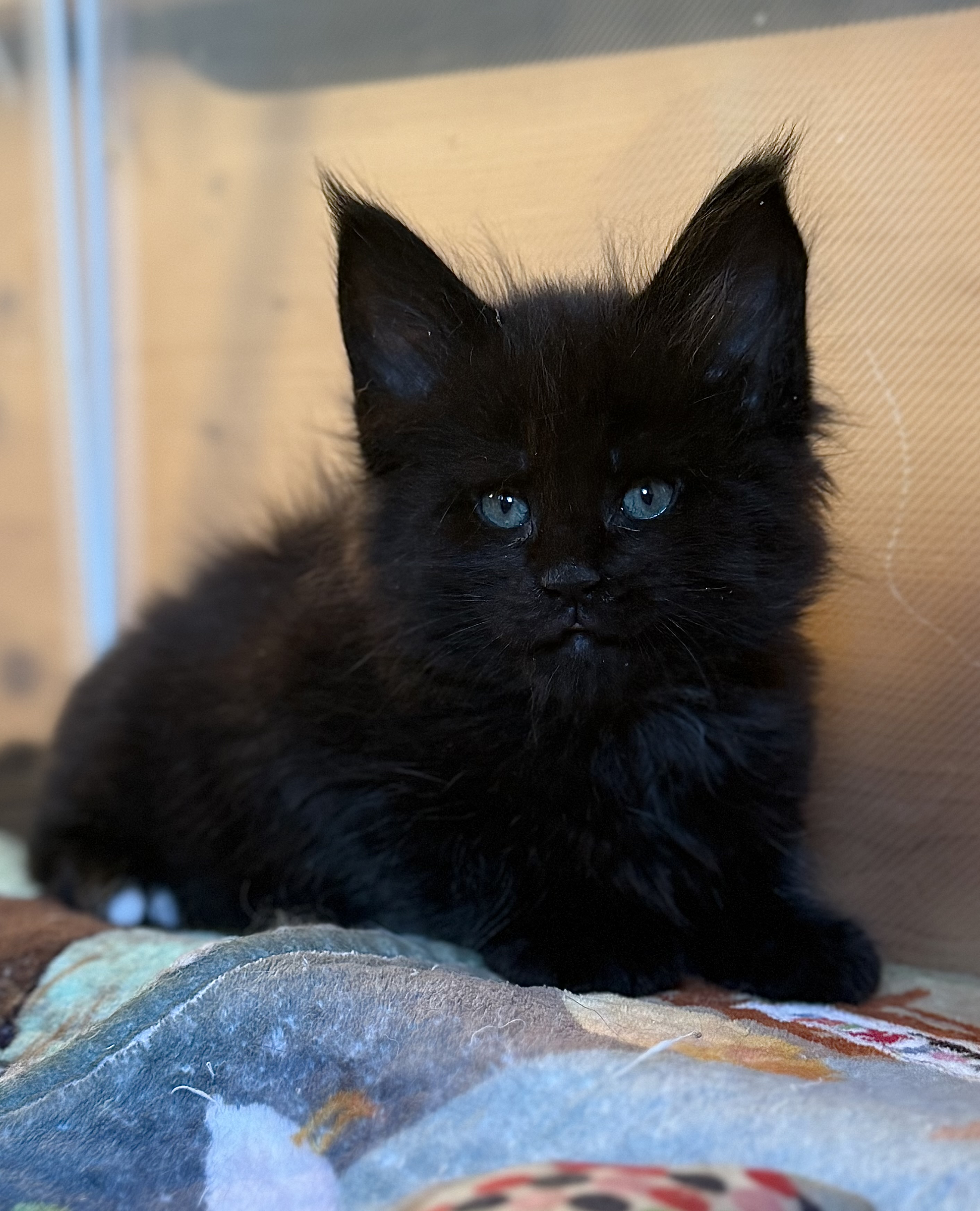 fotka kočky Wilson von Erillian*CZ