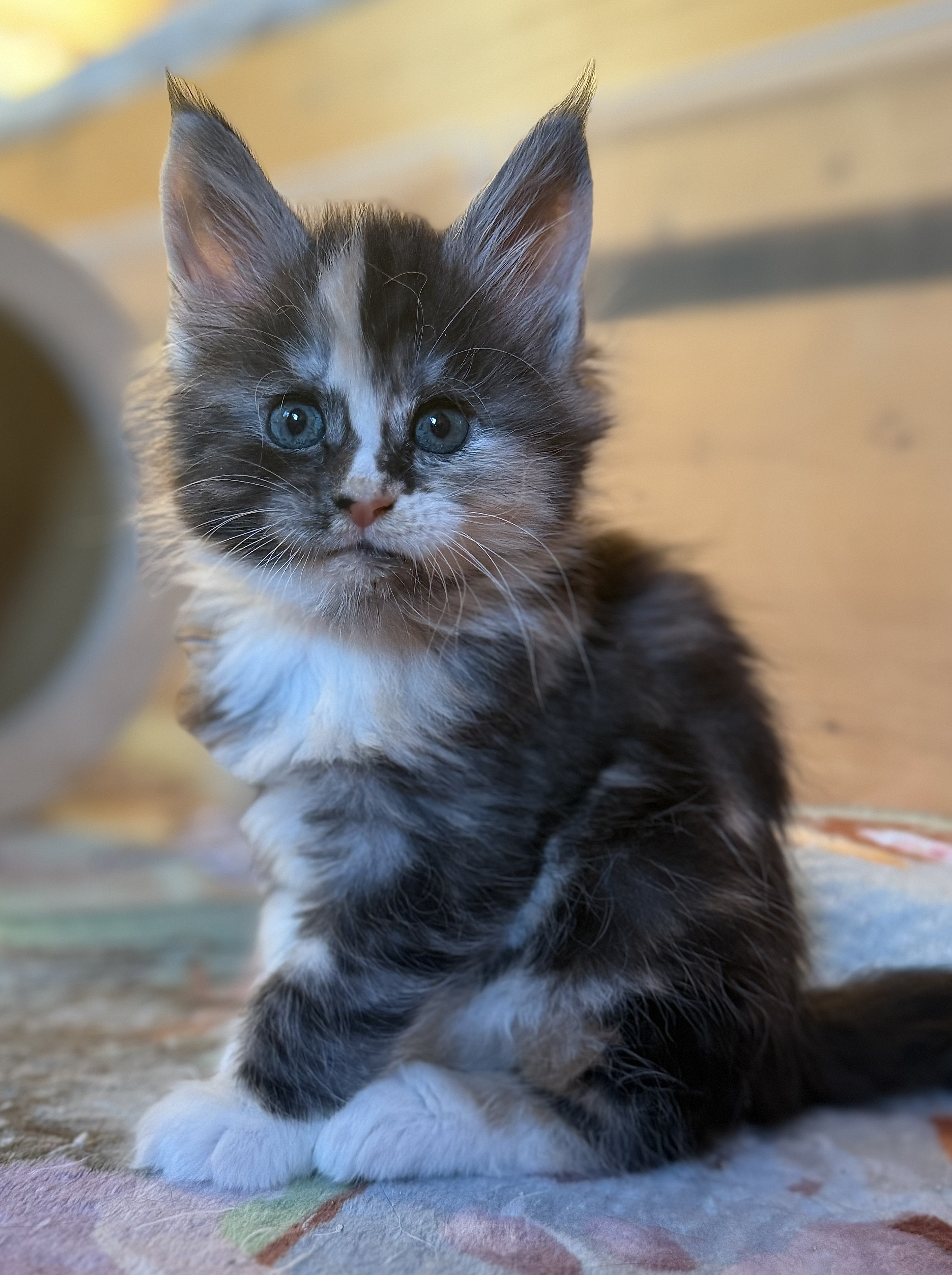 fotka kočky Wanilla von Erillian*CZ