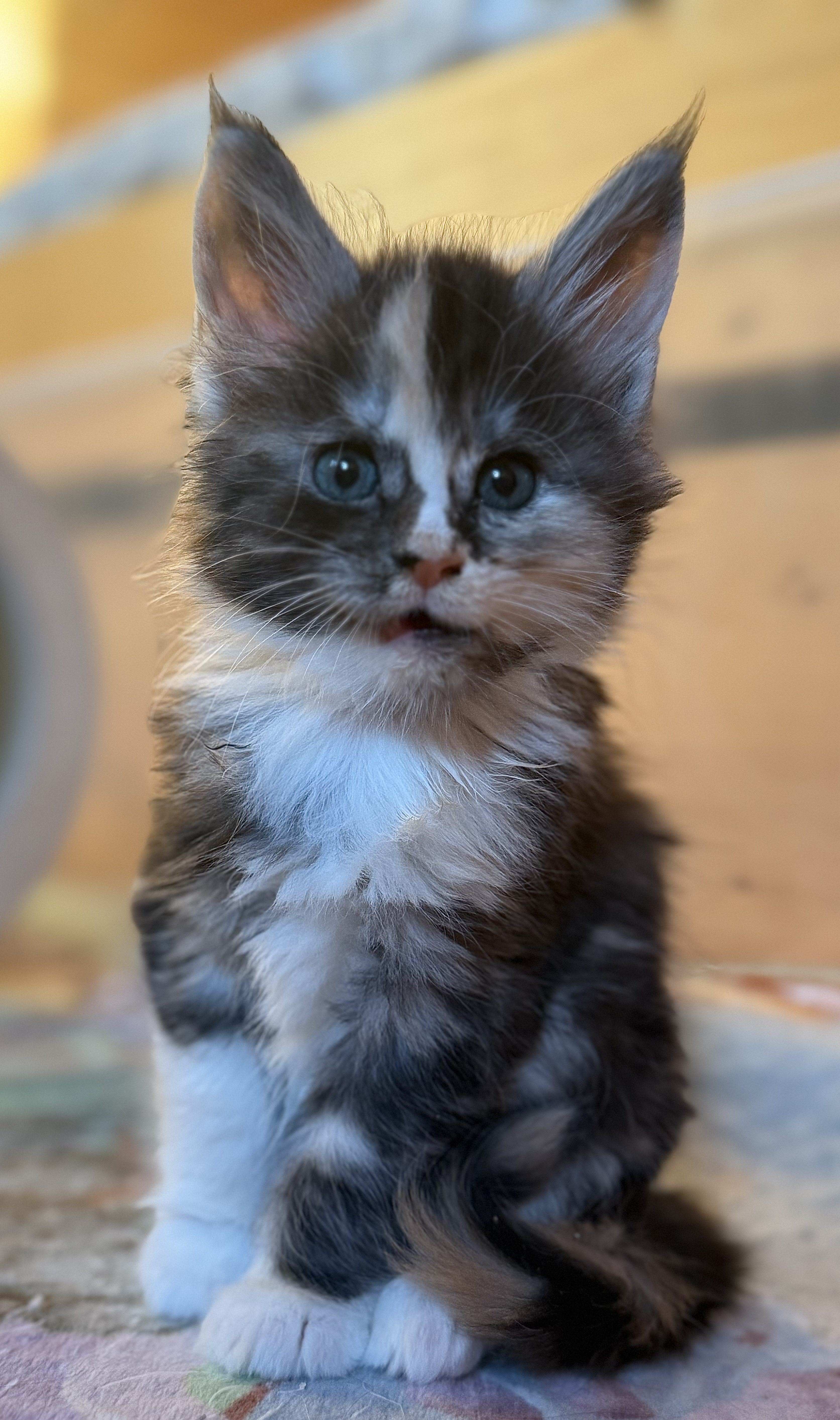 fotka kočky Wanilla von Erillian*CZ