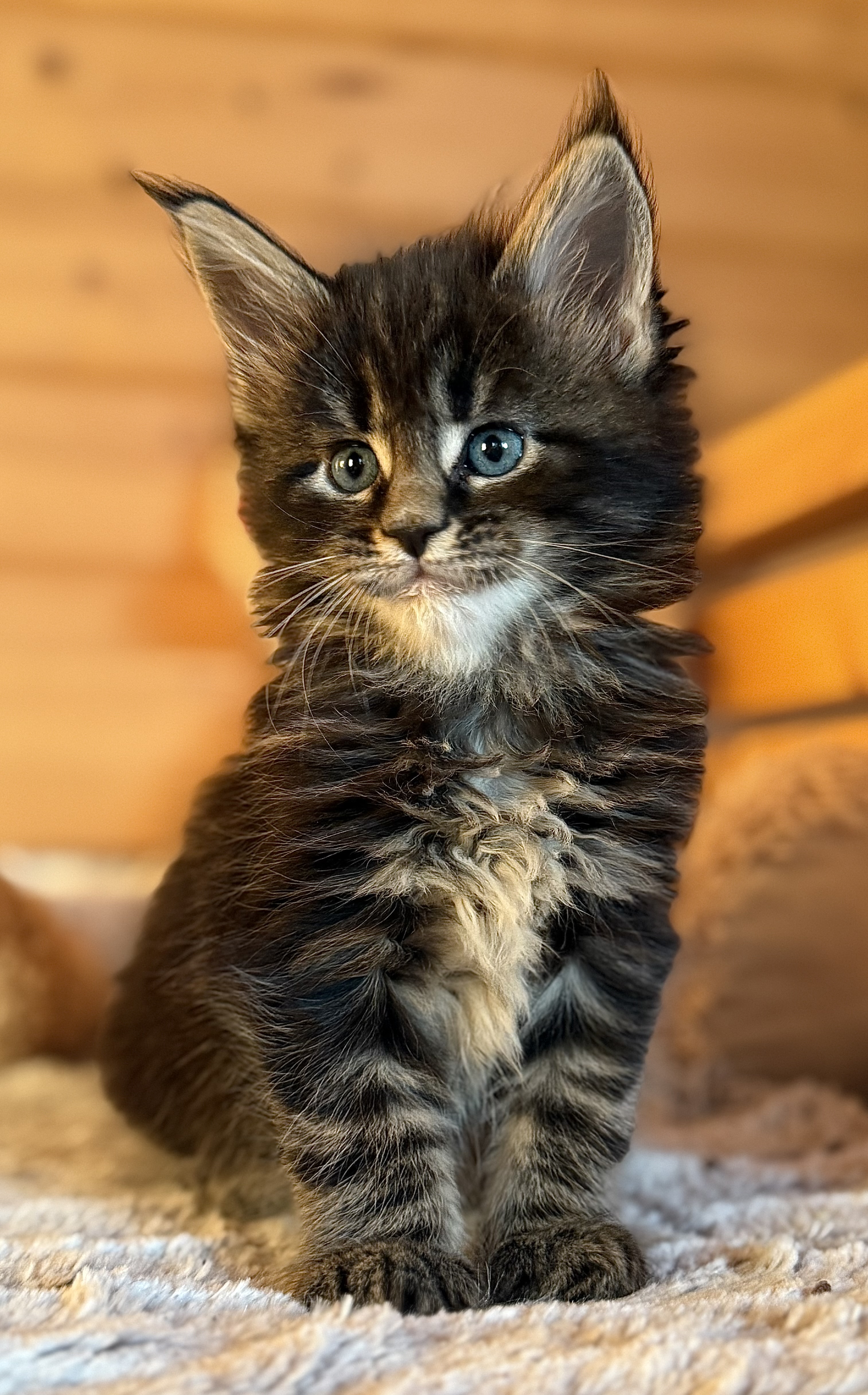 fotka kočky Willy von Erillian*CZ