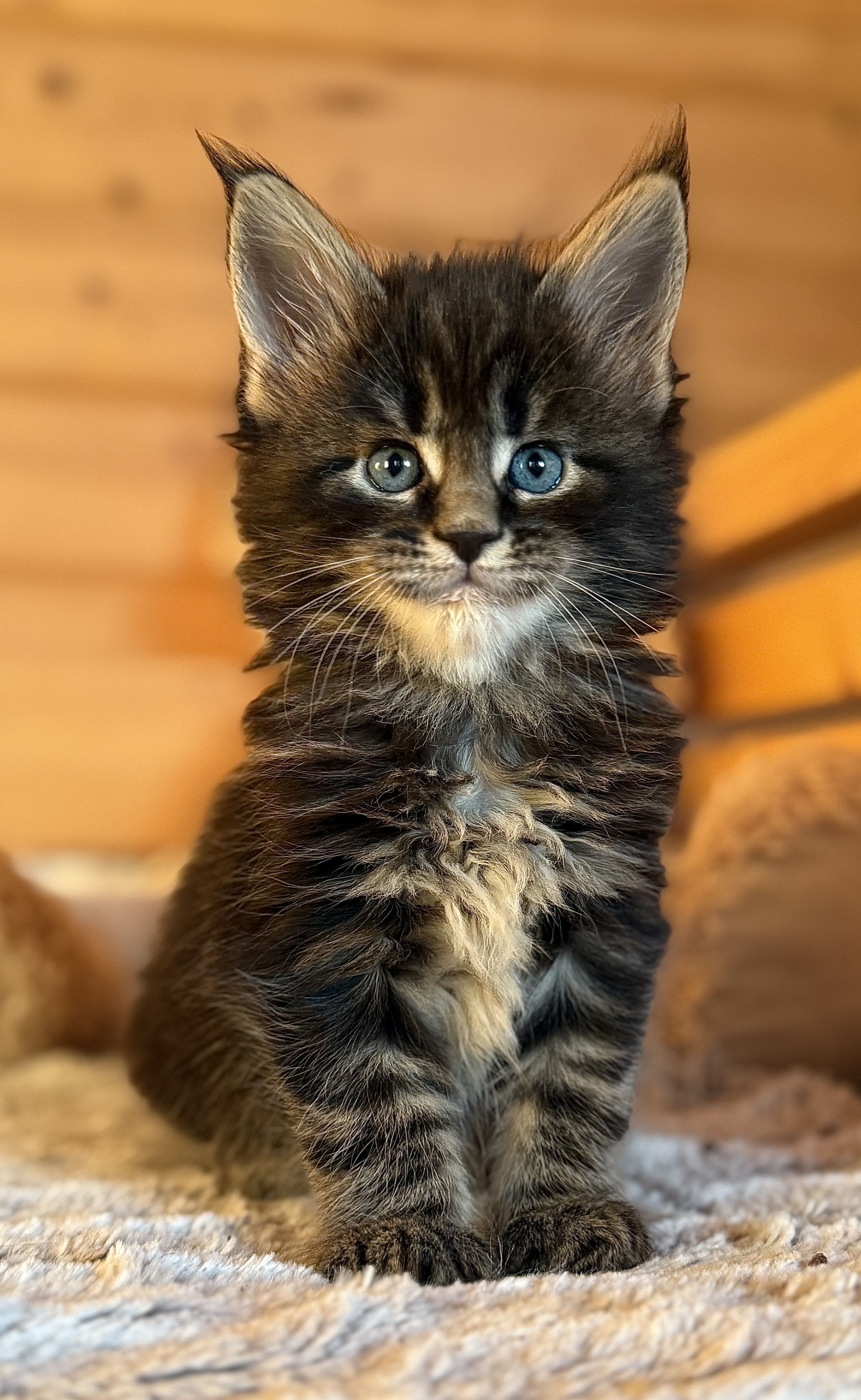 fotka kočky Willy von Erillian*CZ