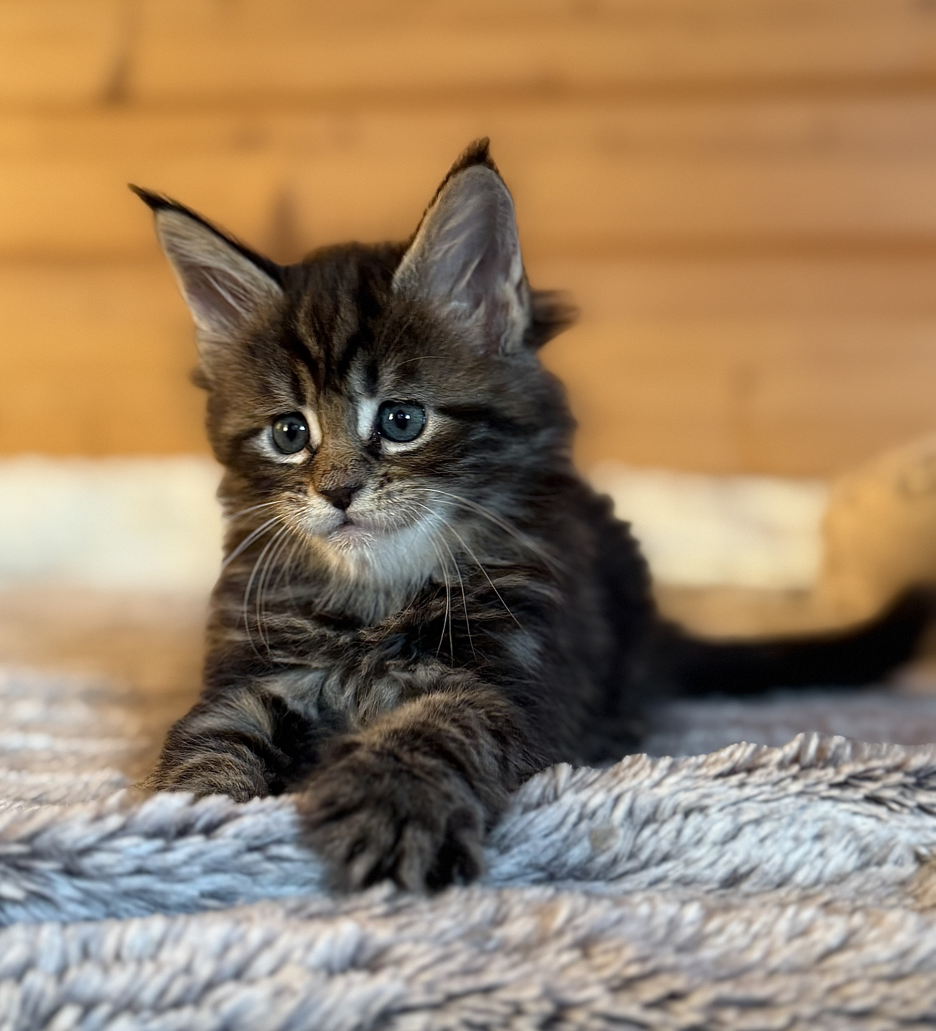 fotka kočky Wanessa von Erillian*CZ