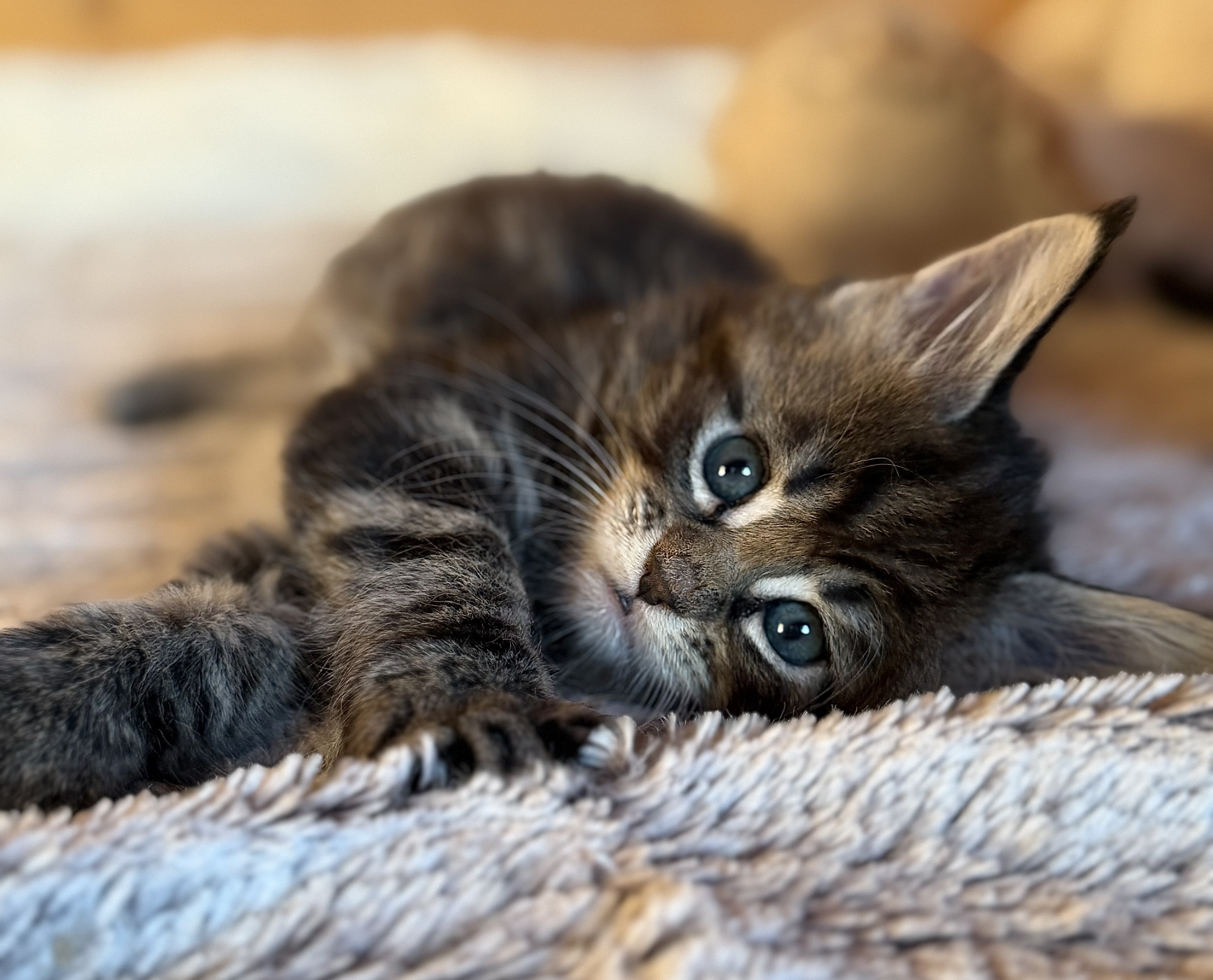 fotka kočky Wanessa von Erillian*CZ