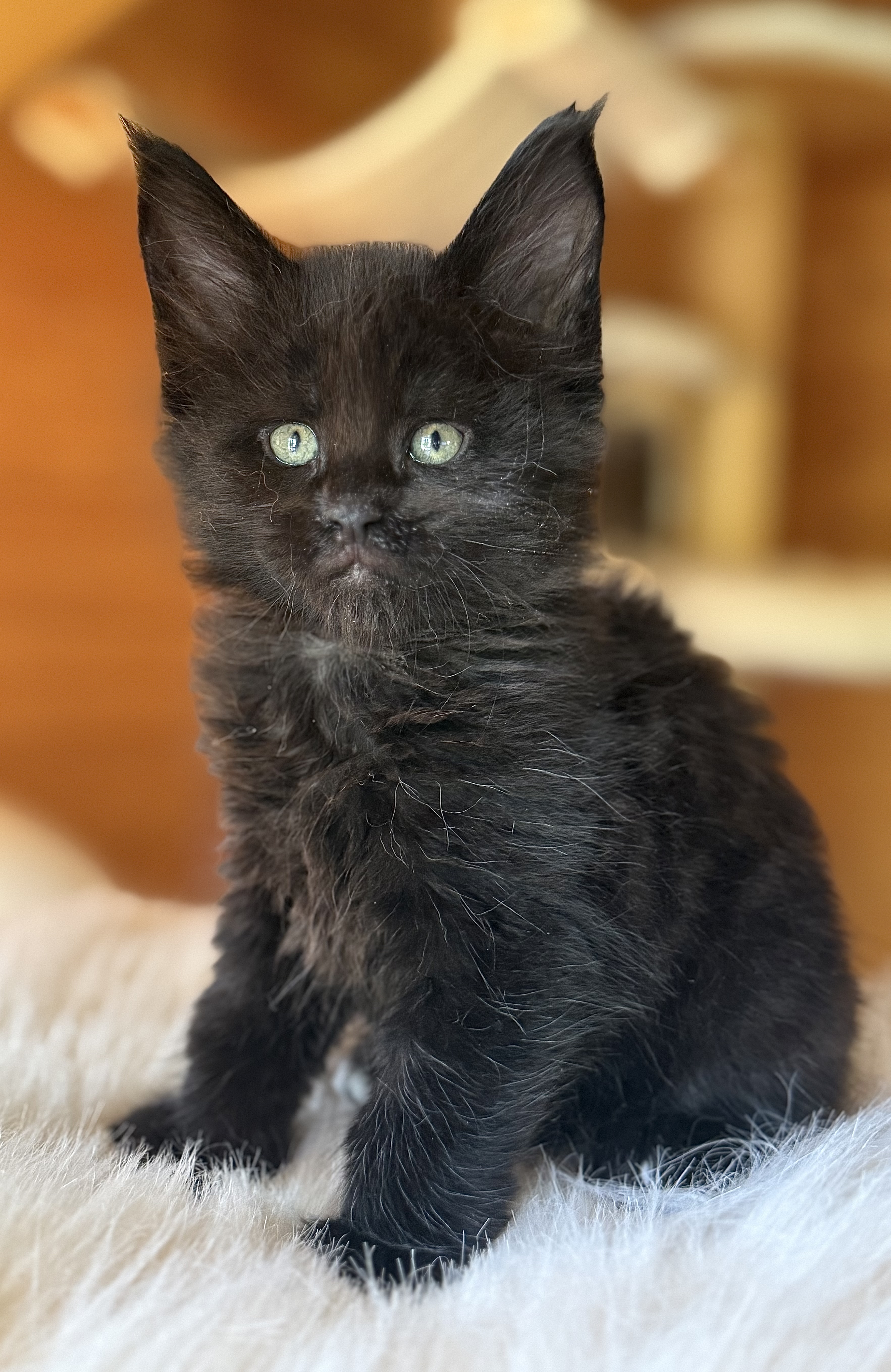 fotka kočky Wilson von Erillian*CZ