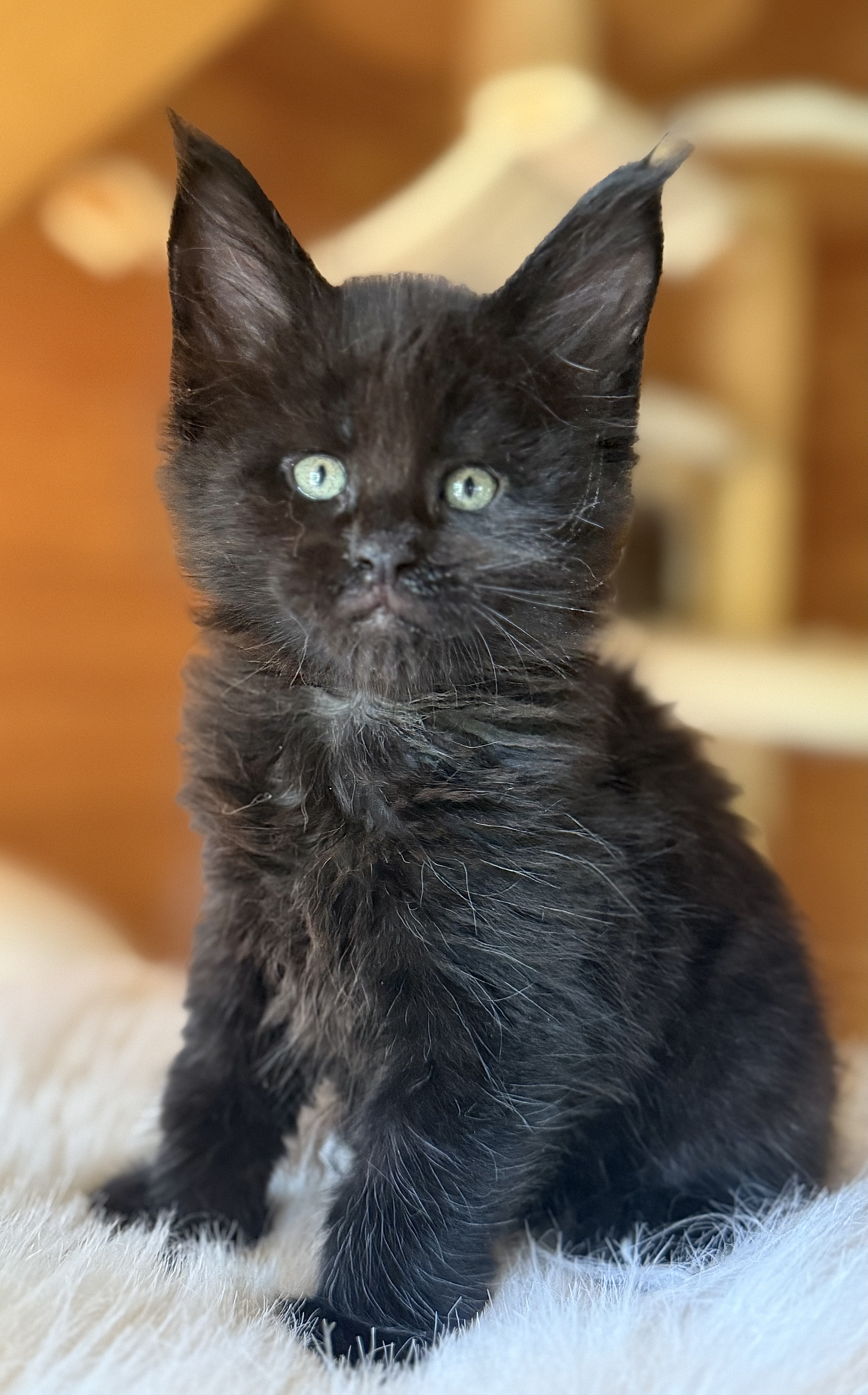 fotka kočky Wilson von Erillian*CZ