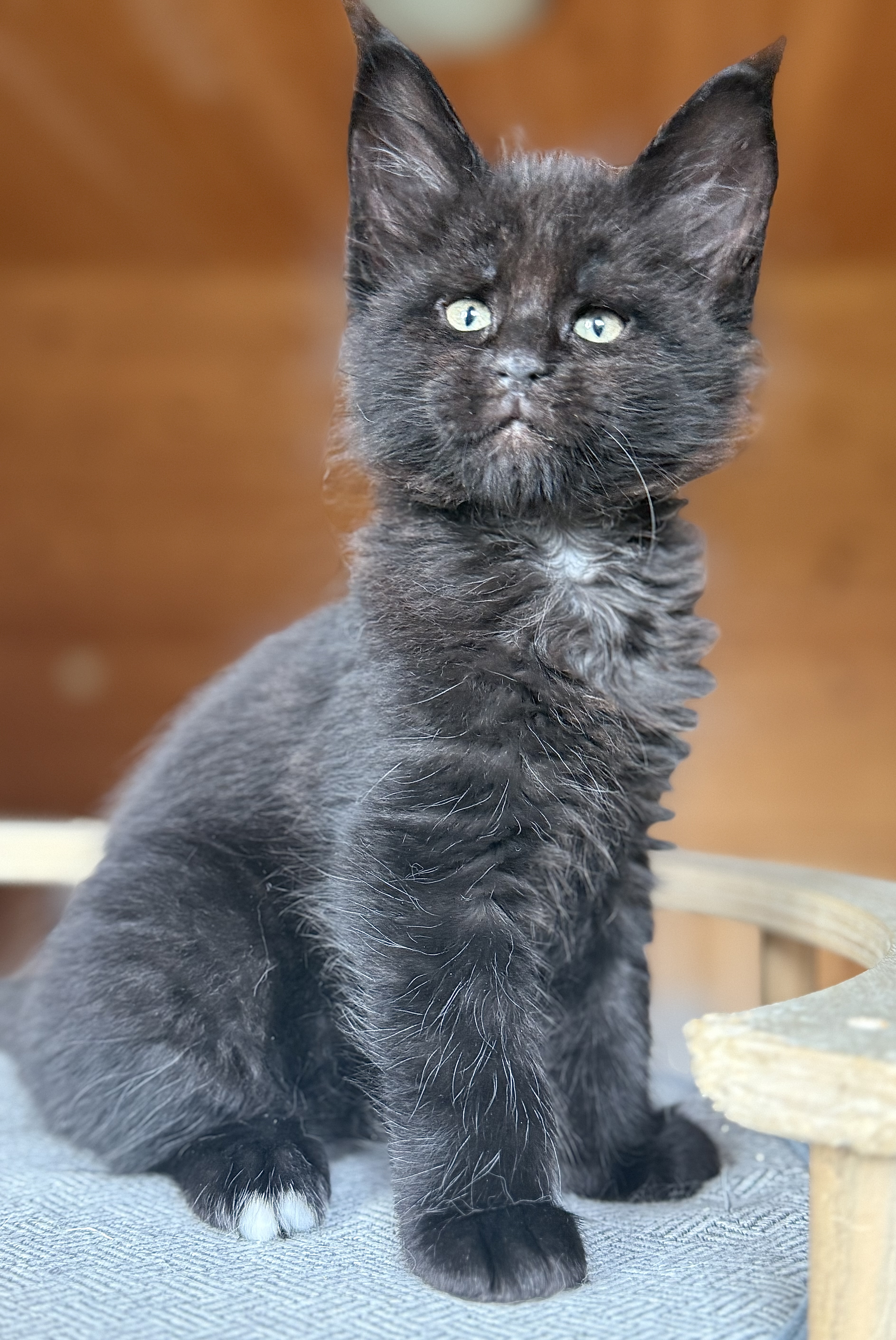 fotka kočky Wilson von Erillian*CZ