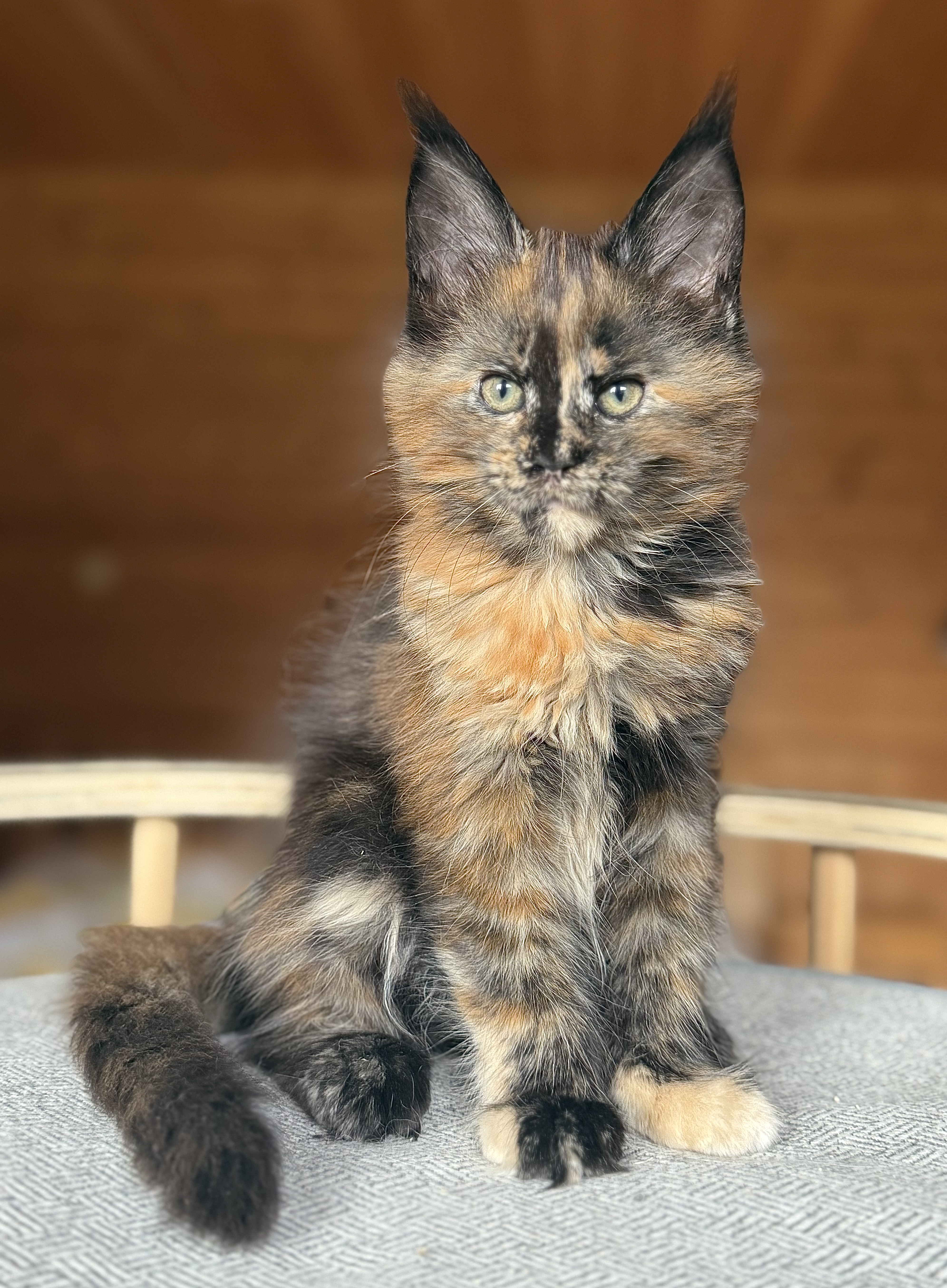 fotka kočky Viktoria von Erillian*CZ