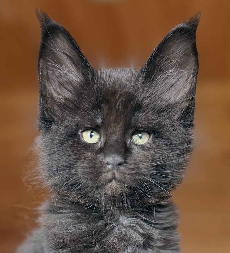 kočka Wilson von Erillian*CZ