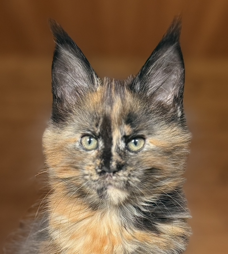 kočka Viktoria von Erillian*CZ