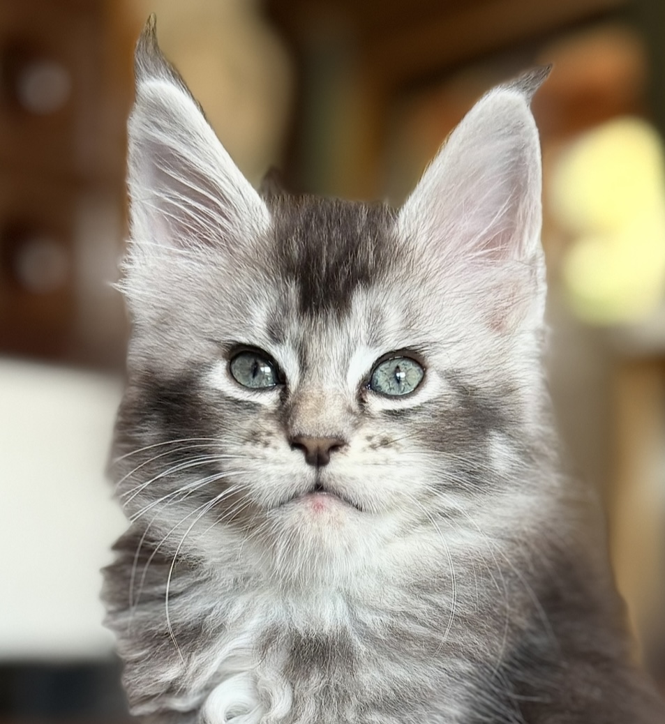 kočka William von Erillian*CZ