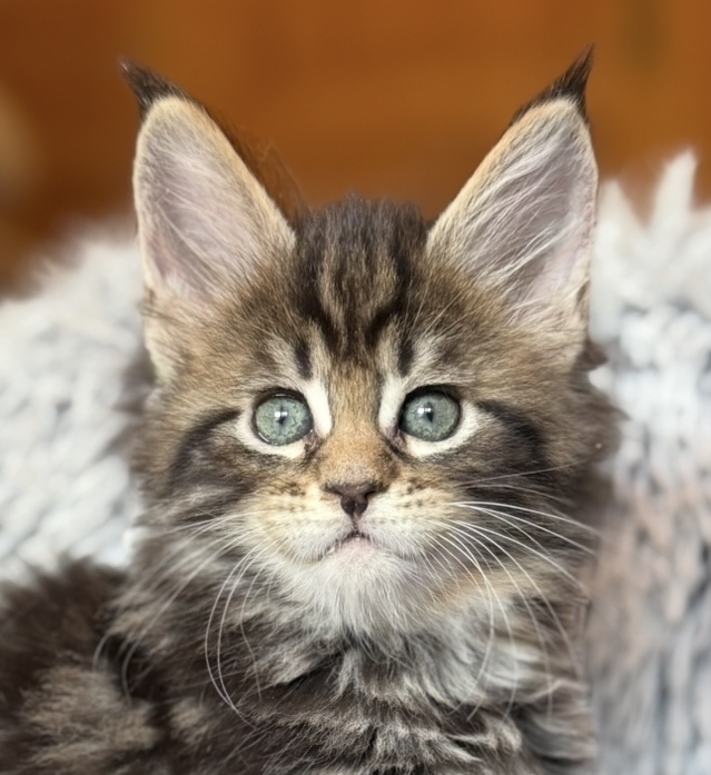 kočka Wanessa von Erillian*CZ