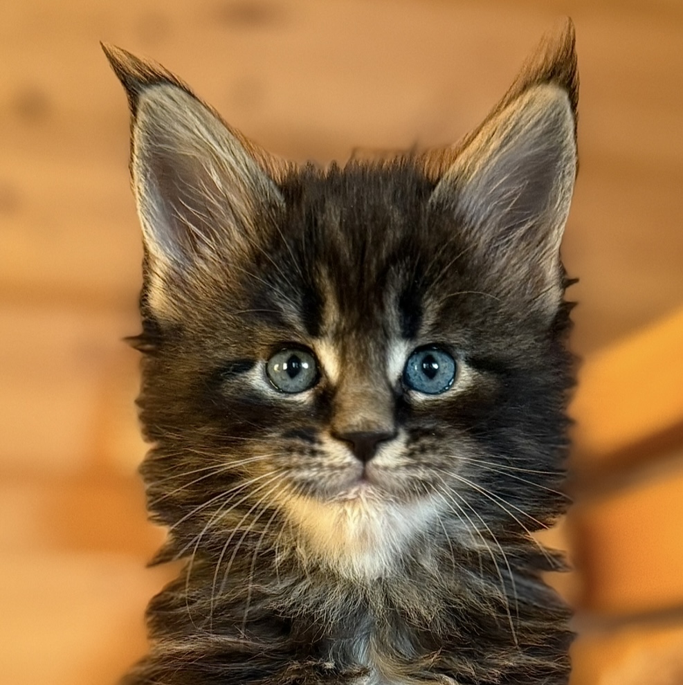 kočka Willy von Erillian*CZ