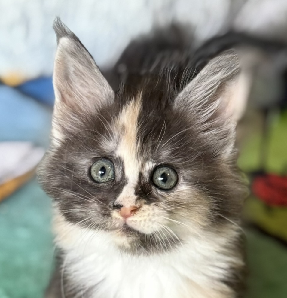 kočka Wanilla von Erillian*CZ