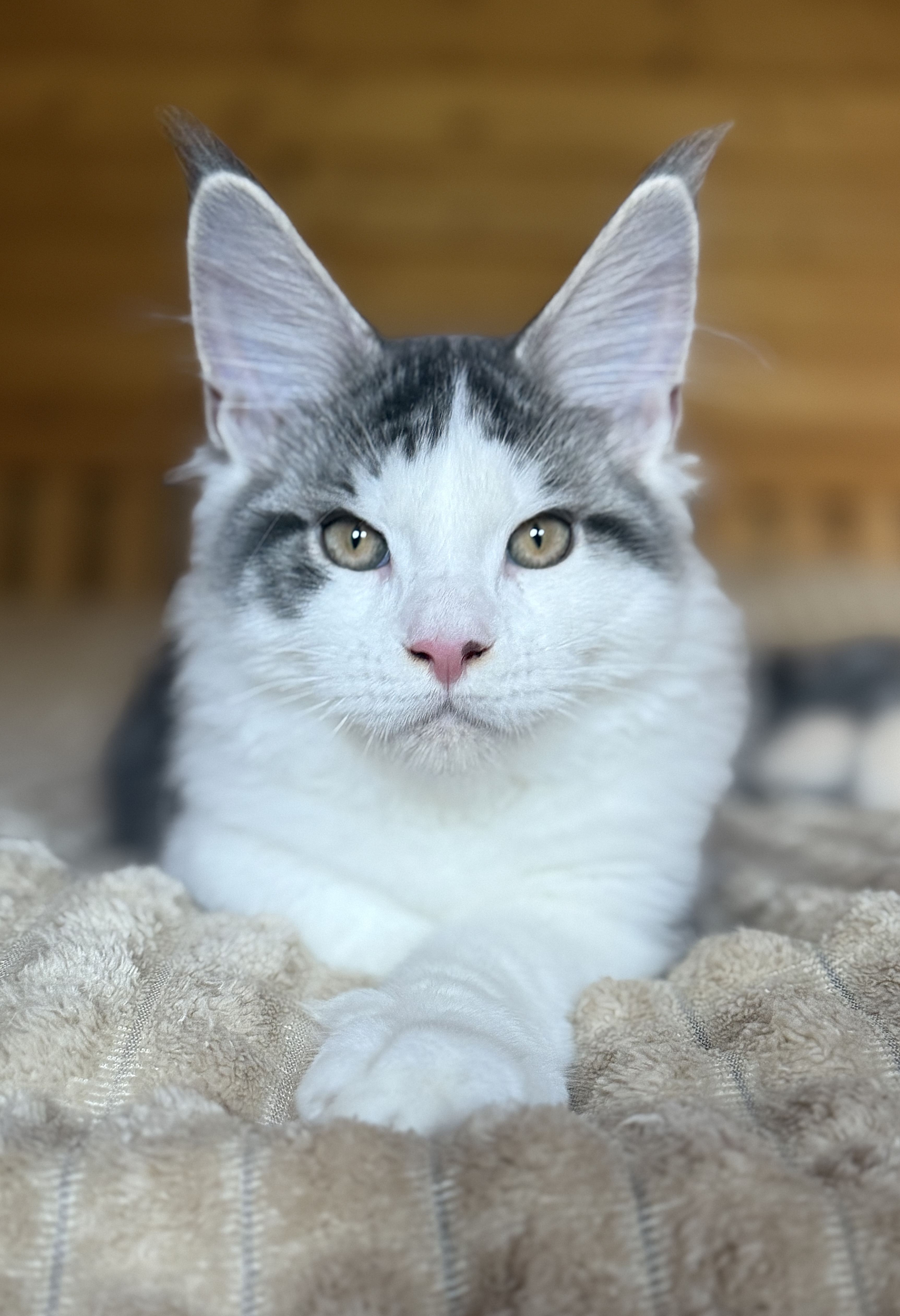 kočka KCH Alfonso Beast of Liris, CZ