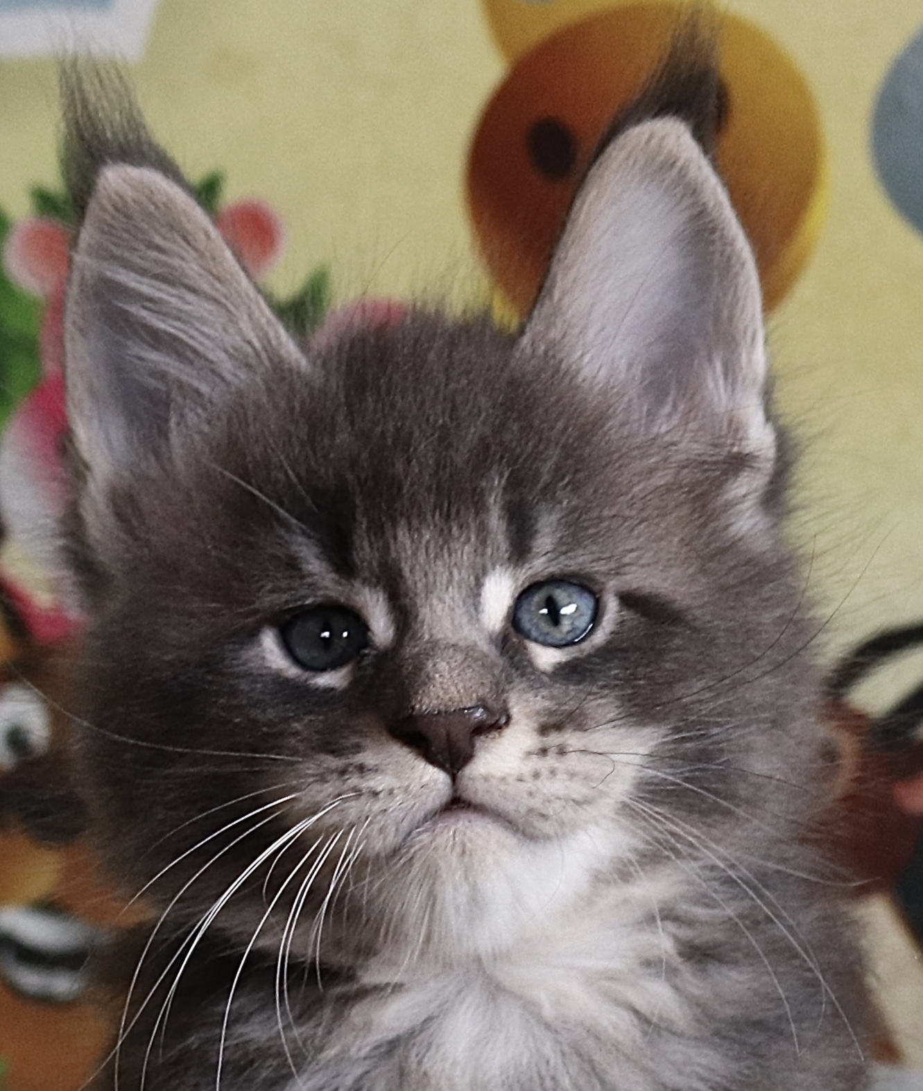 fotka kočky OLIVER GRAND VON ERILLIAN,CZ, male