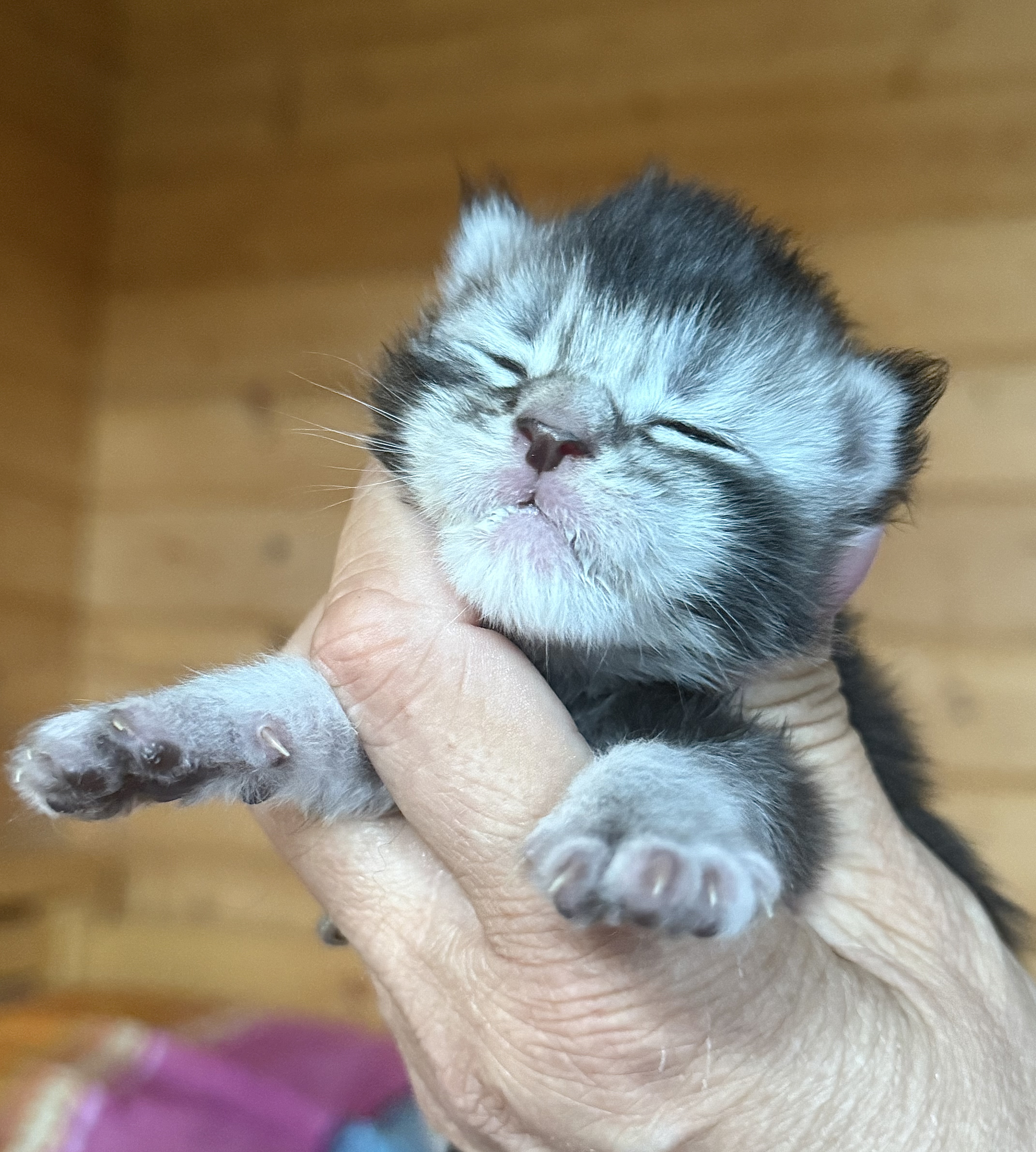 fotka kočky William von Erillian*CZ