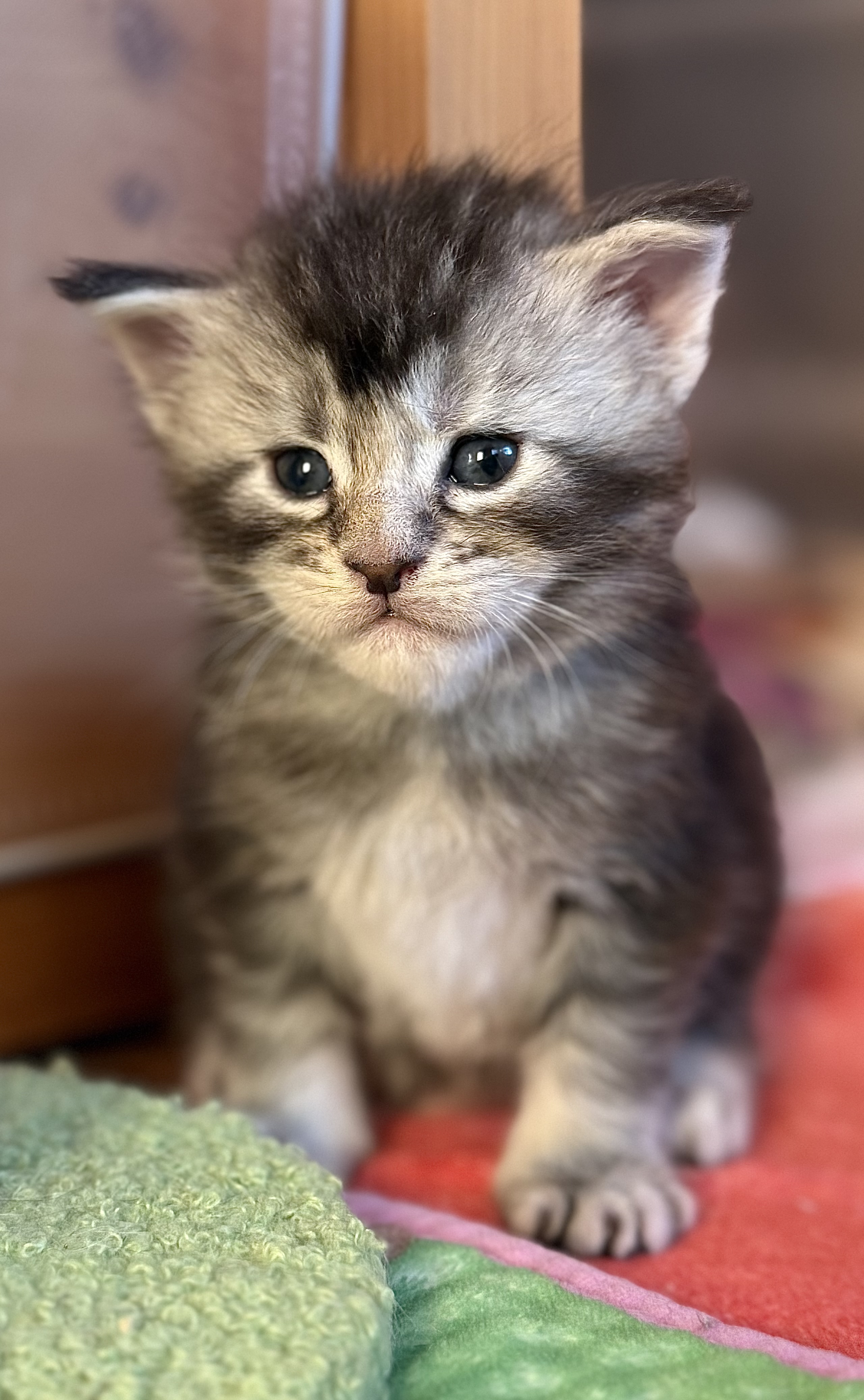 fotka kočky William von Erillian*CZ