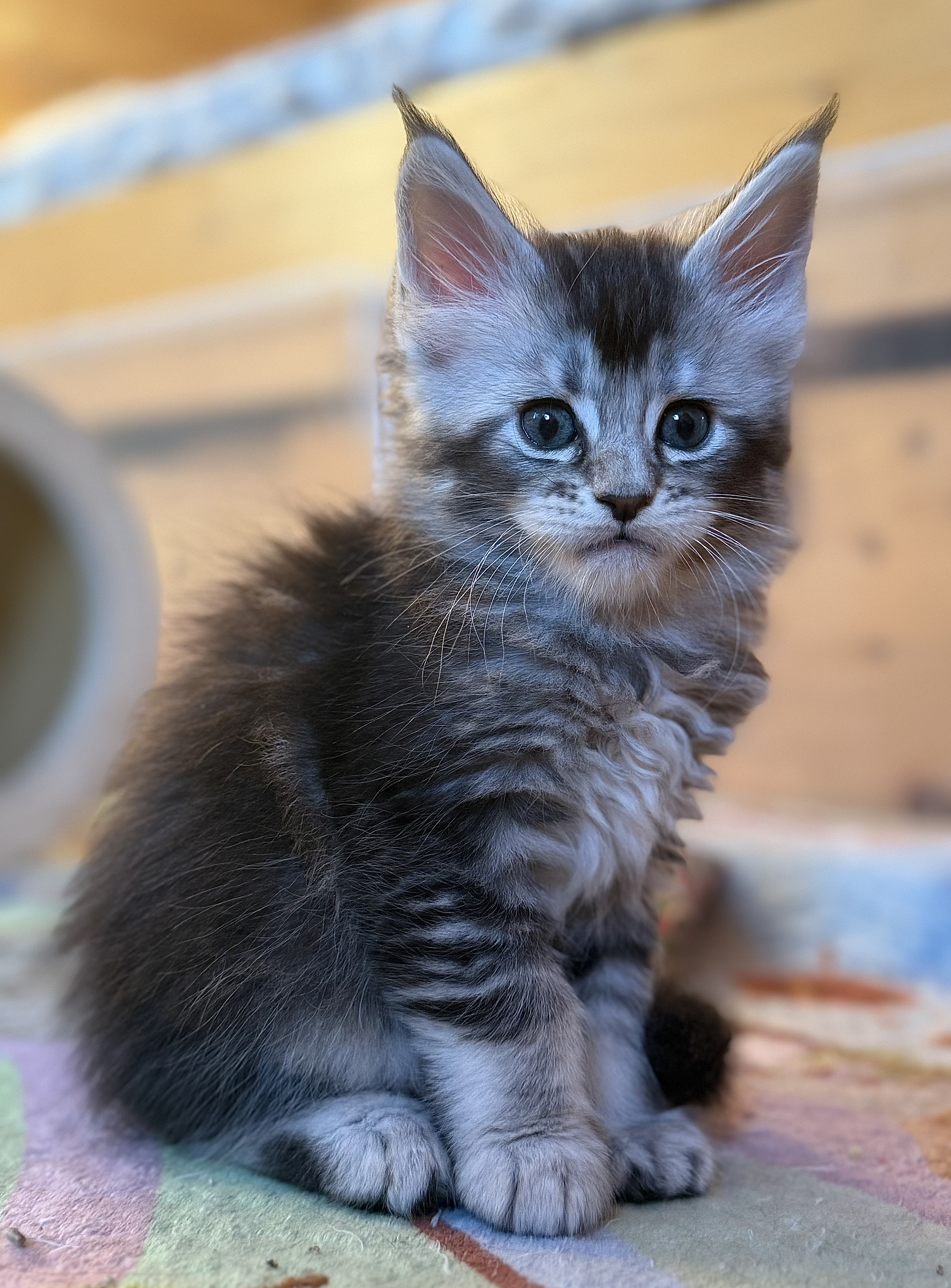 fotka kočky William von Erillian*CZ