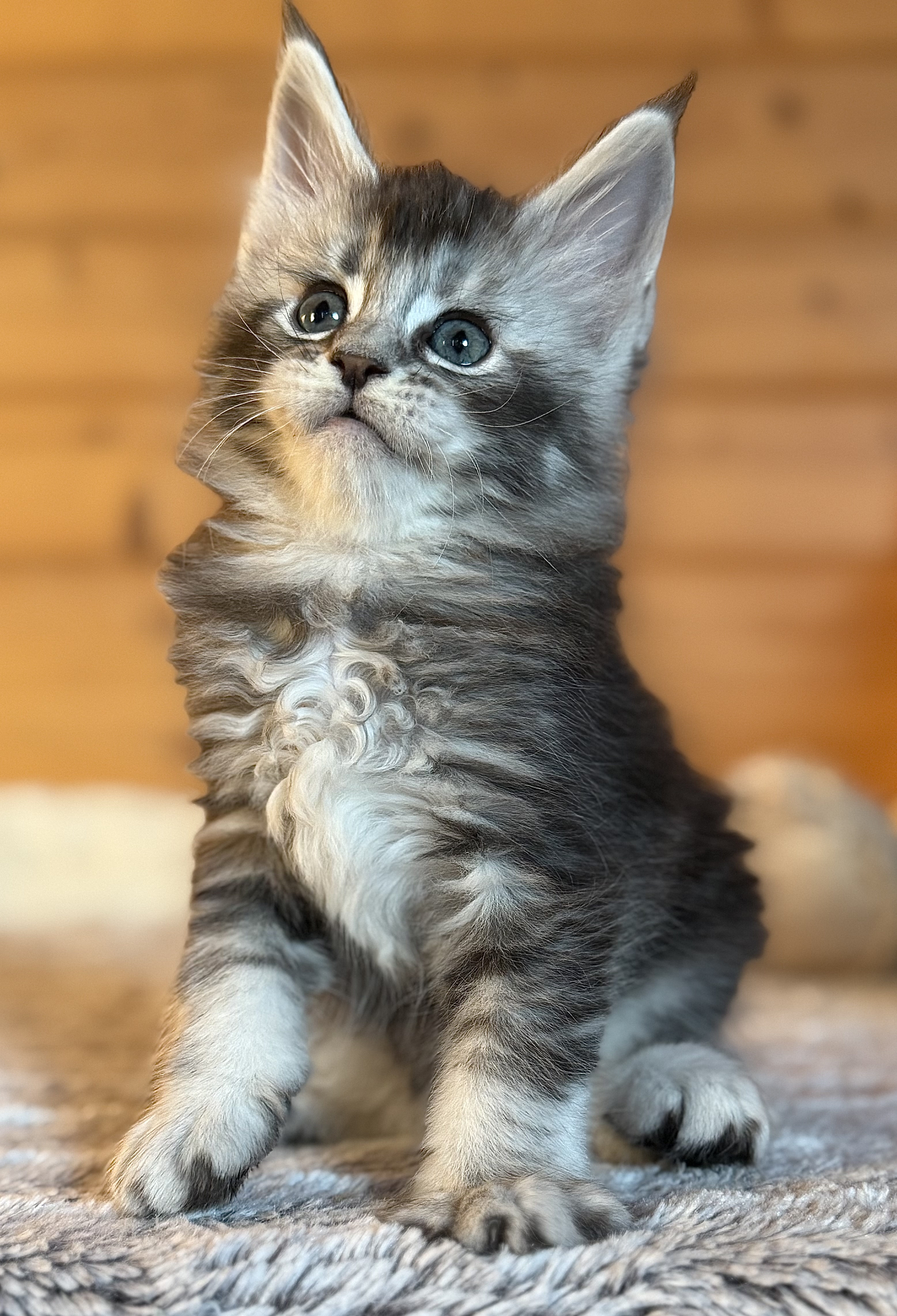 fotka kočky William von Erillian*CZ