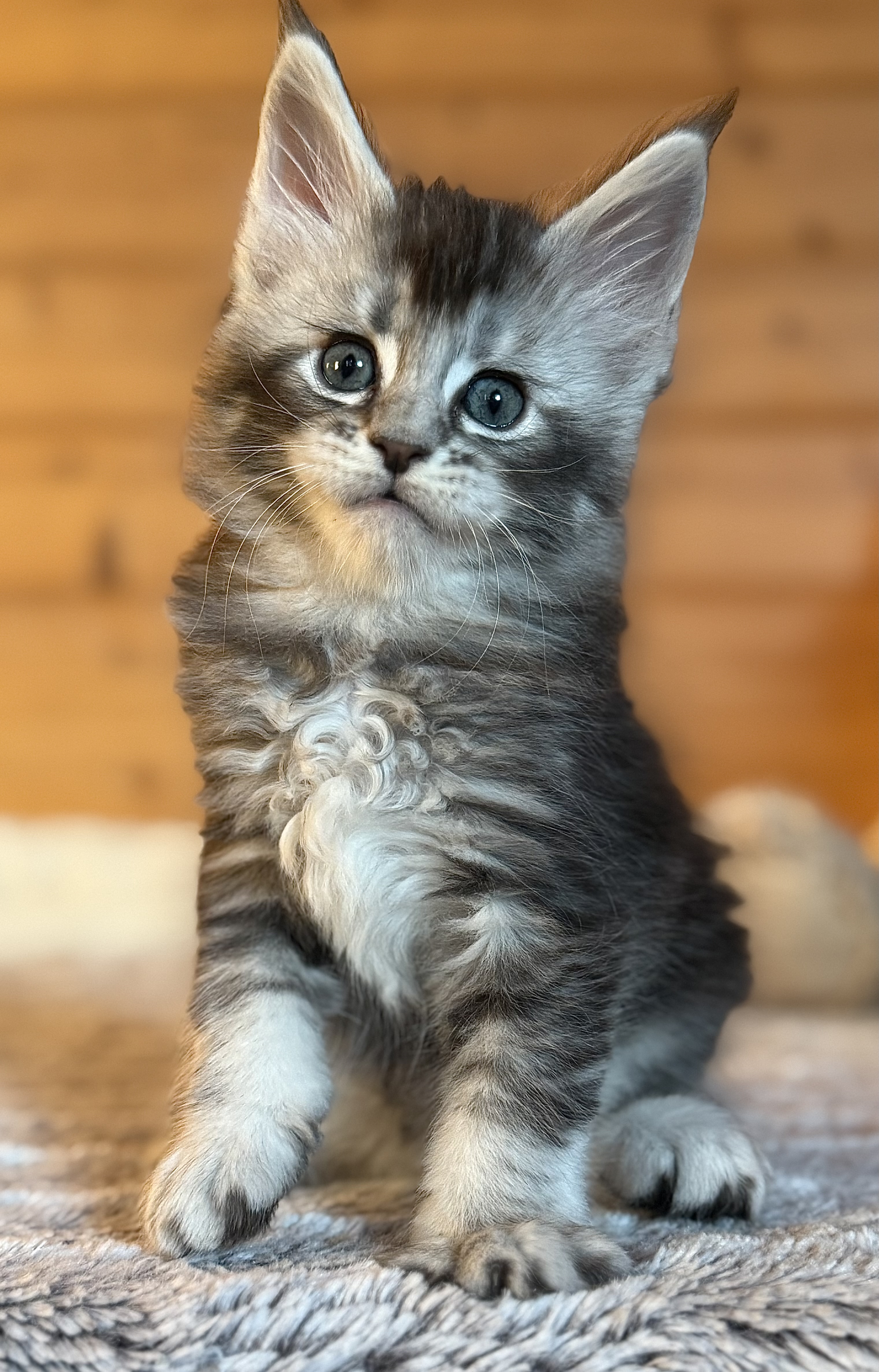 fotka kočky William von Erillian*CZ