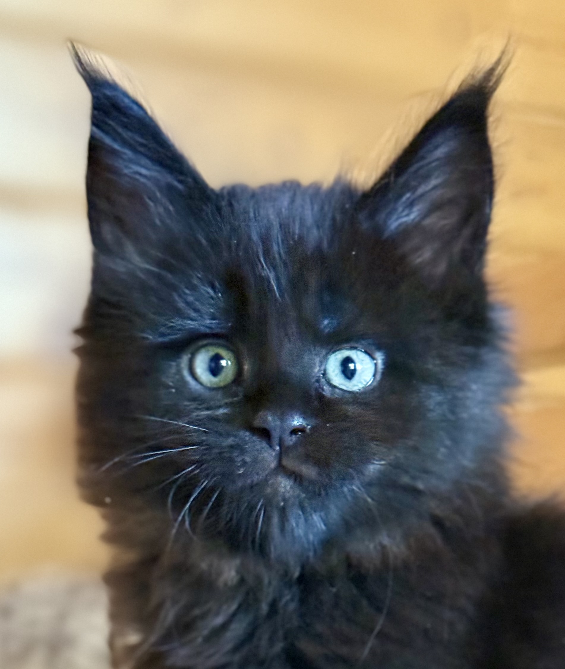 kočka 💙 Xander von Erillian,CZ