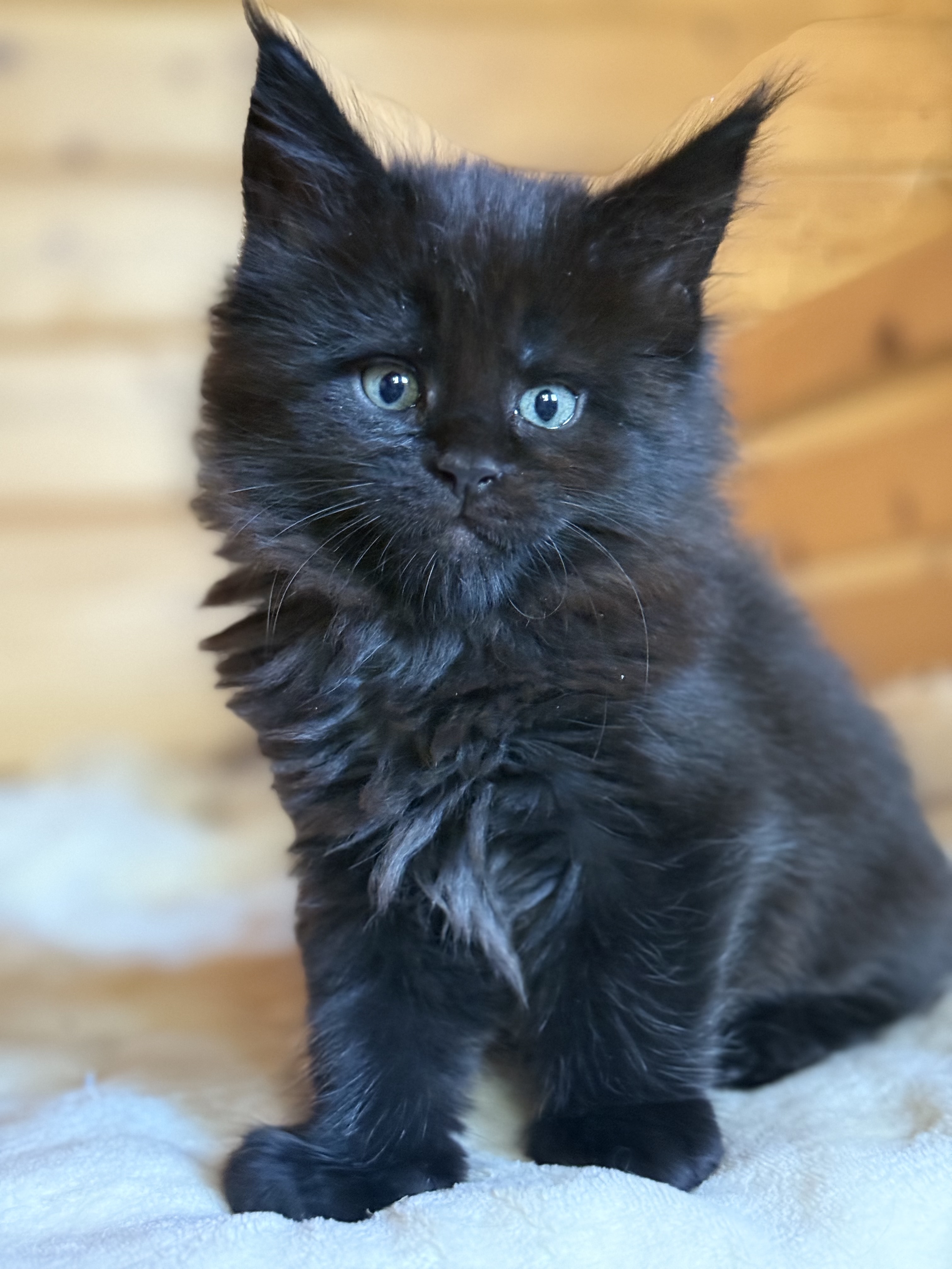 fotka kočky 💙 Xander von Erillian,CZ