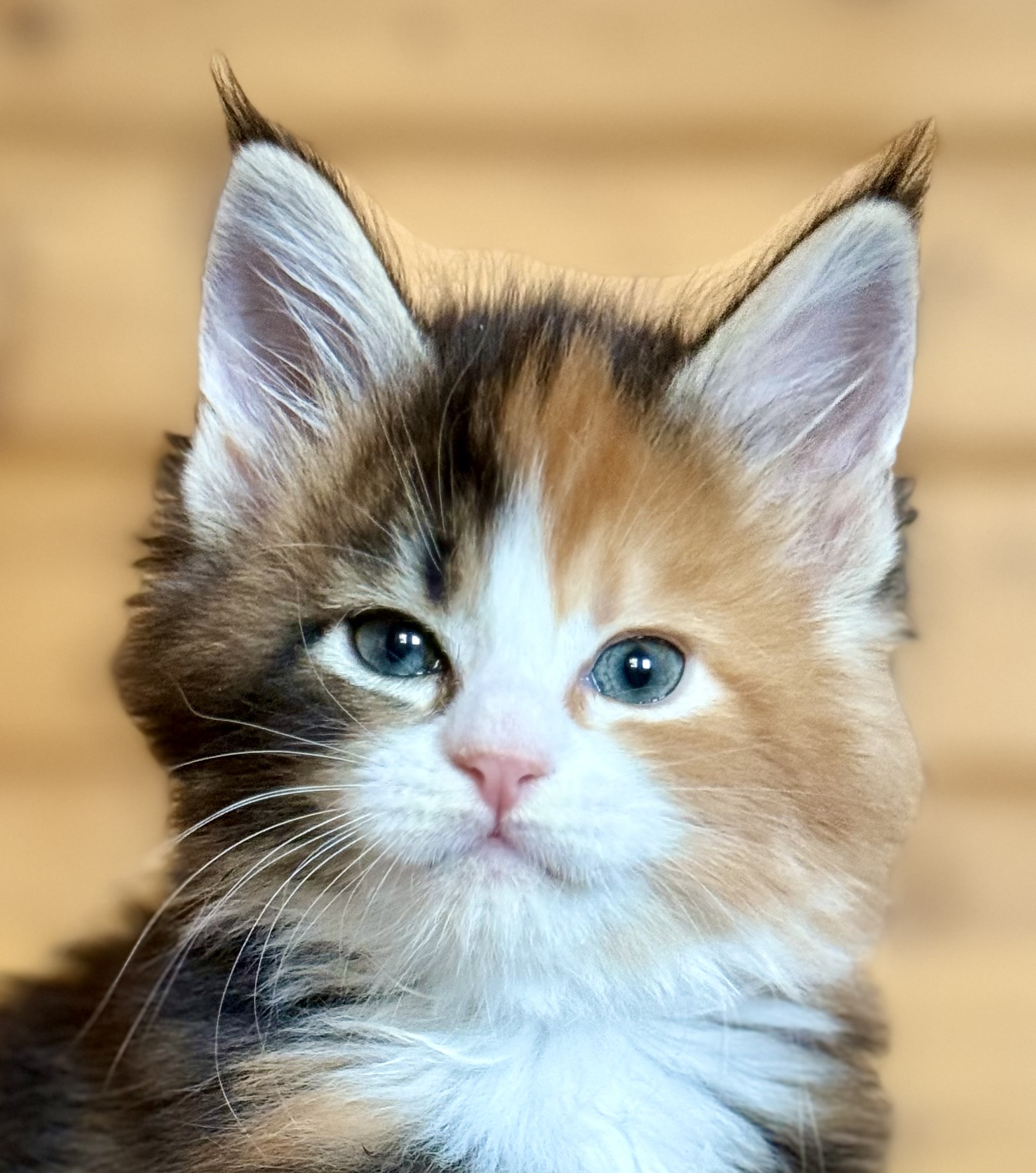 kočka ❤️ Xarah von Erillian,CZ