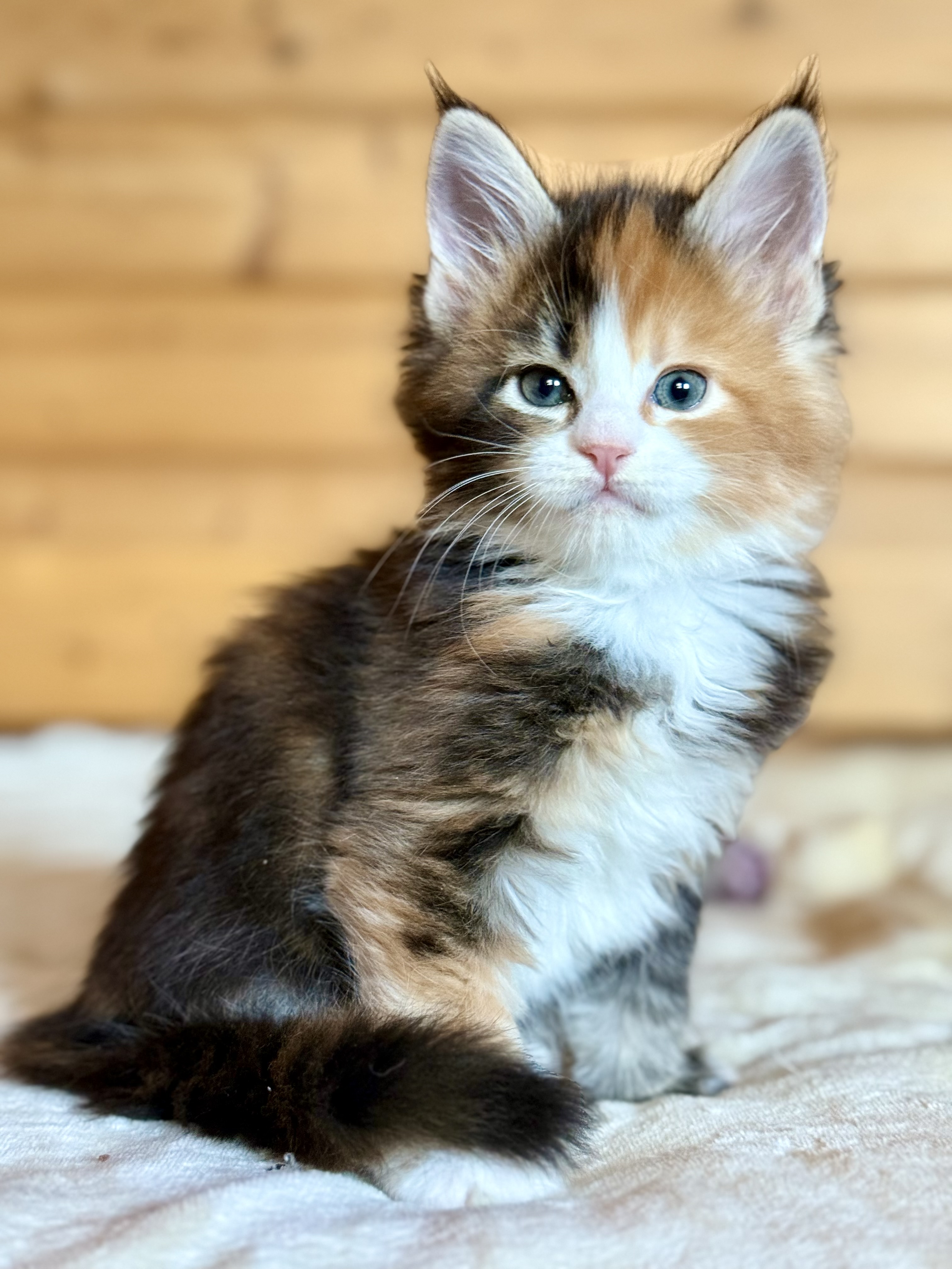 fotka kočky ❤️ Xarah von Erillian,CZ