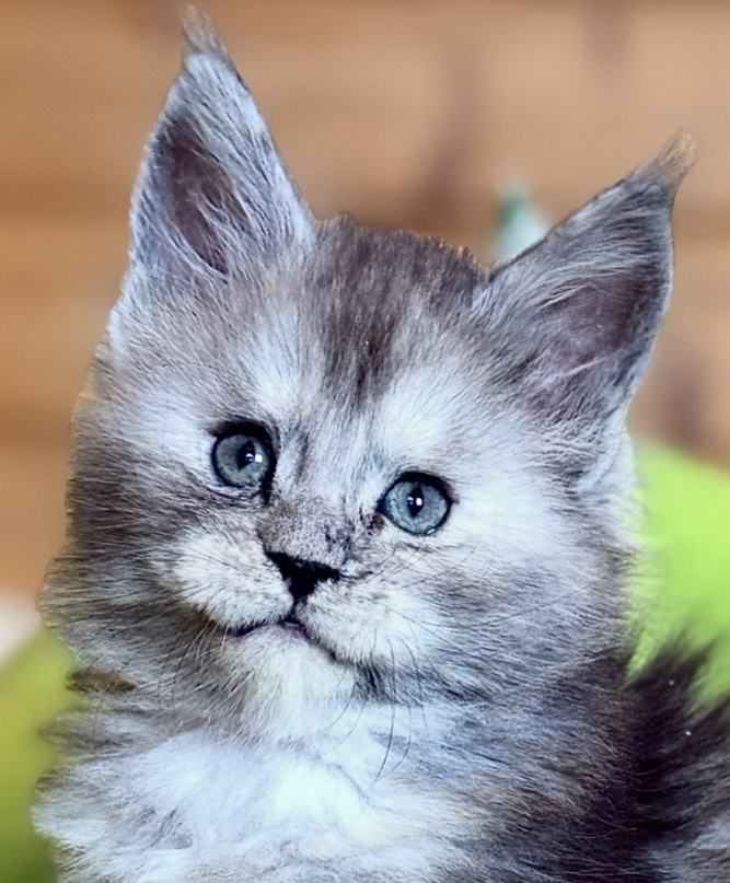 kočka ❤️ Ximba von Erillian,CZ