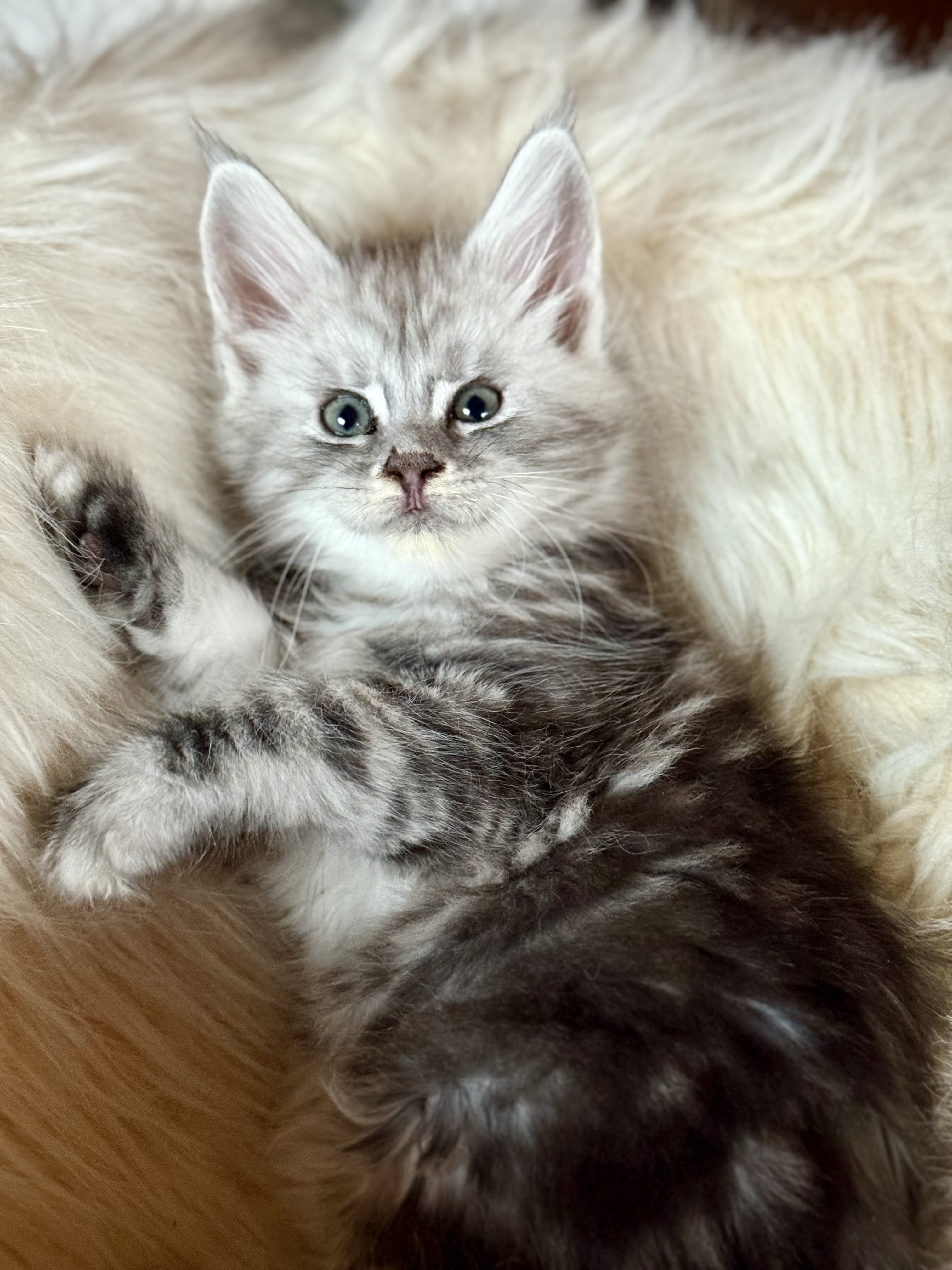 fotka kočky 💙 Xamuel von Erillian,CZ