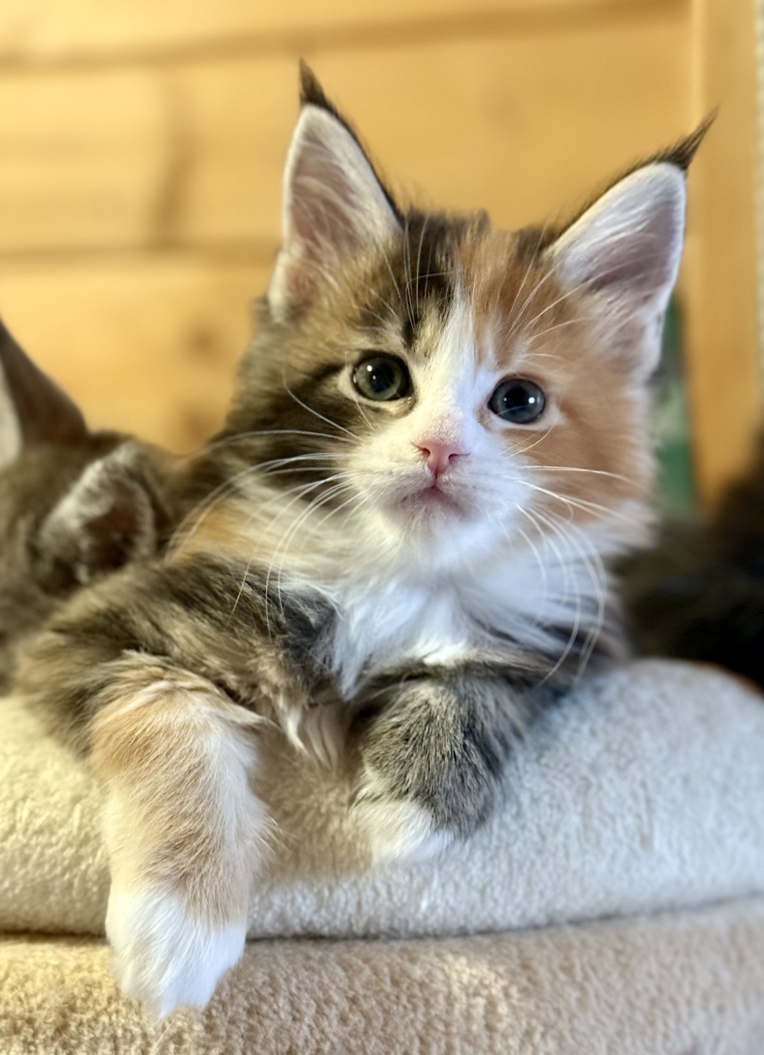 fotka kočky ❤️ Xarah von Erillian,CZ