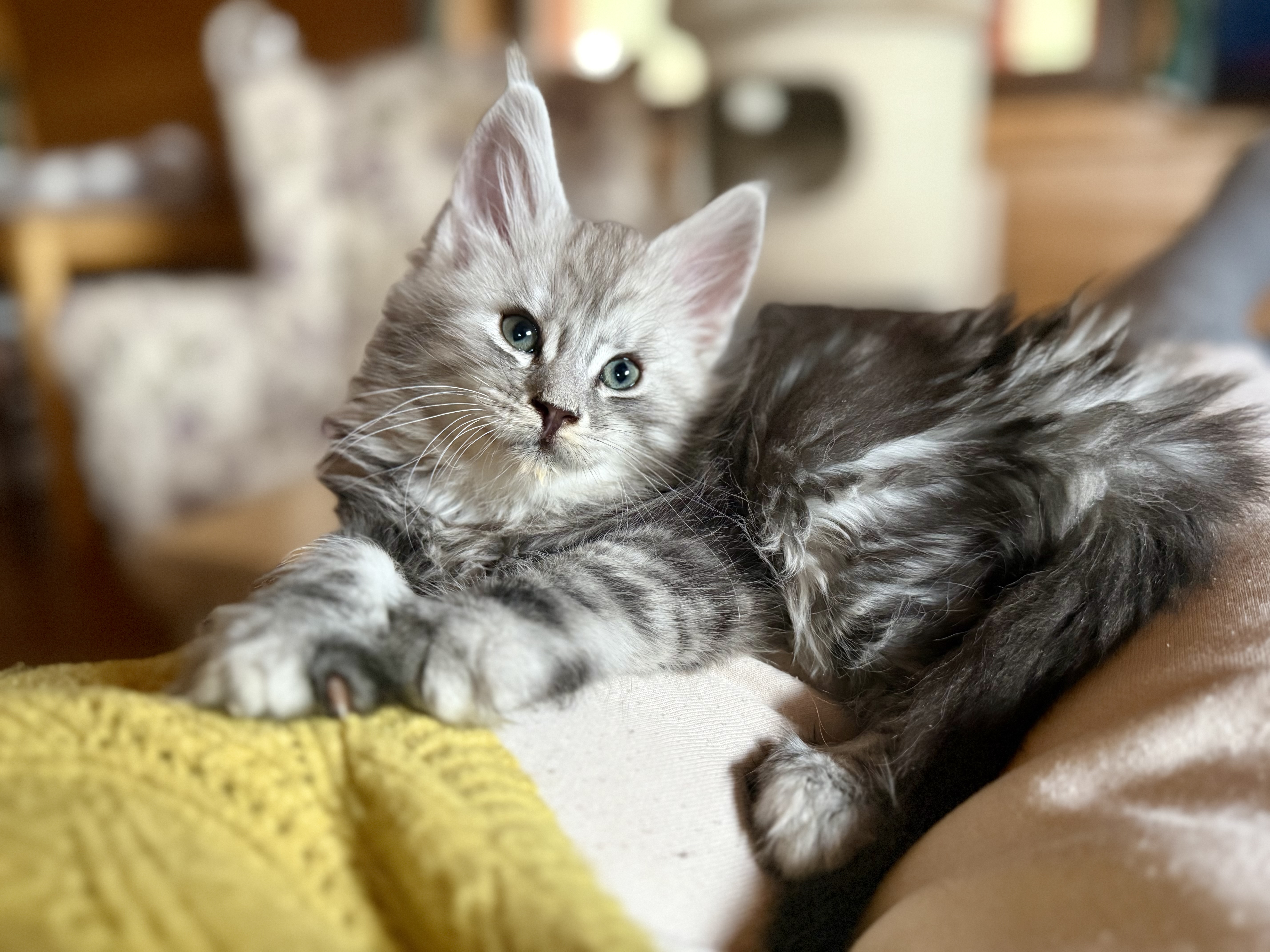 fotka kočky 💙 Xamuel von Erillian,CZ