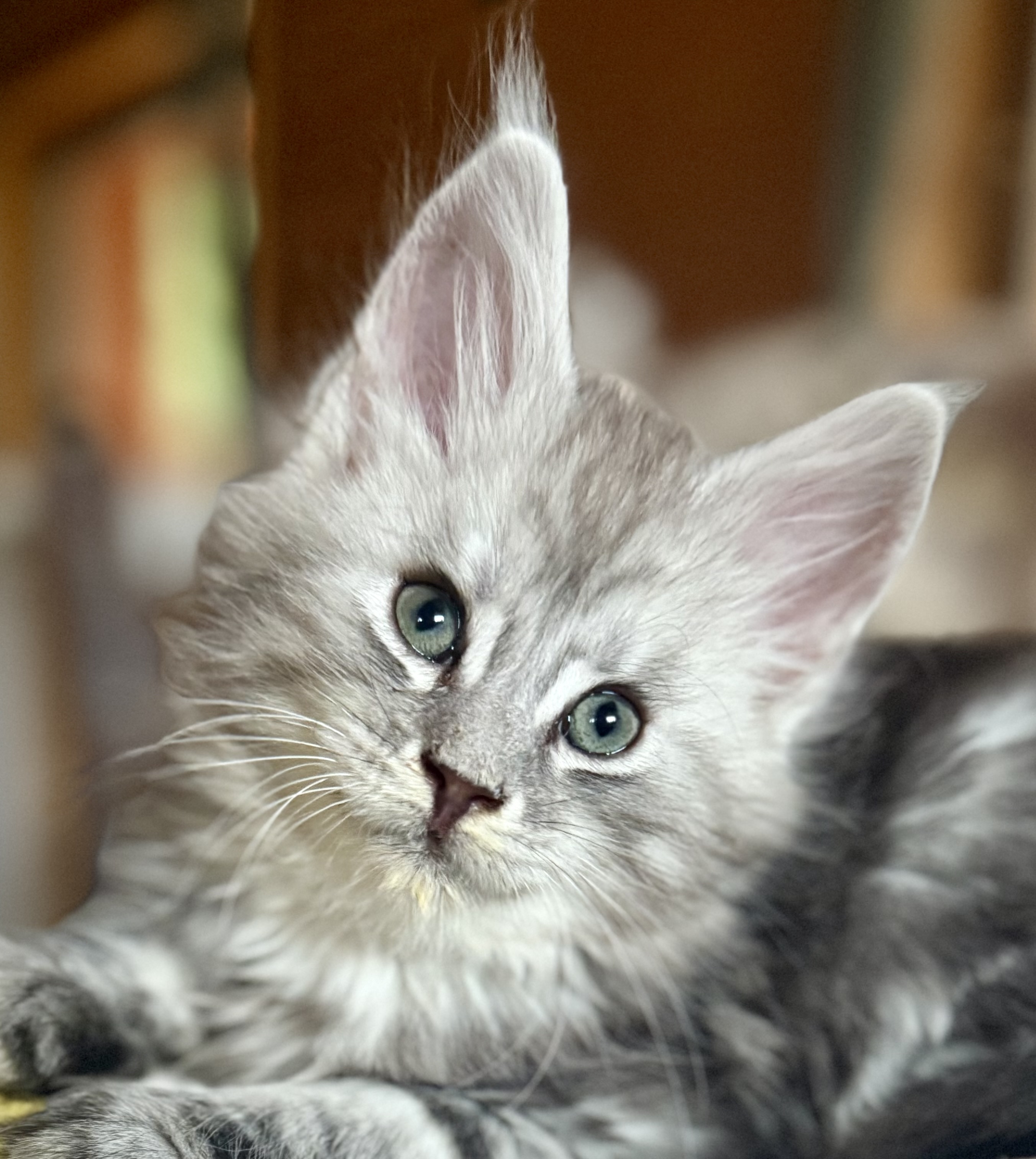 kočka 💙 Xamuel von Erillian,CZ