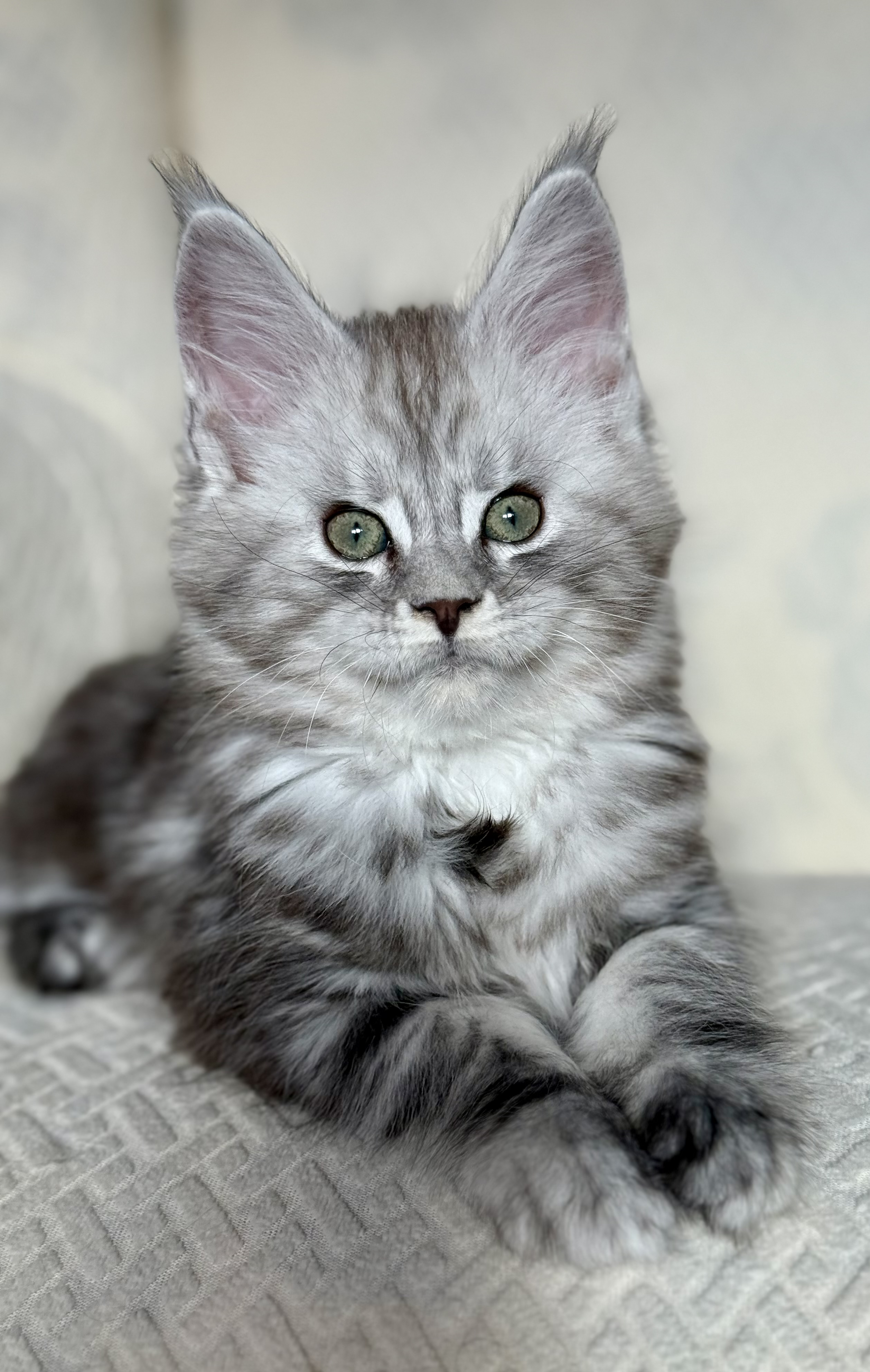 fotka kočky 💙 Xamuel von Erillian,CZ