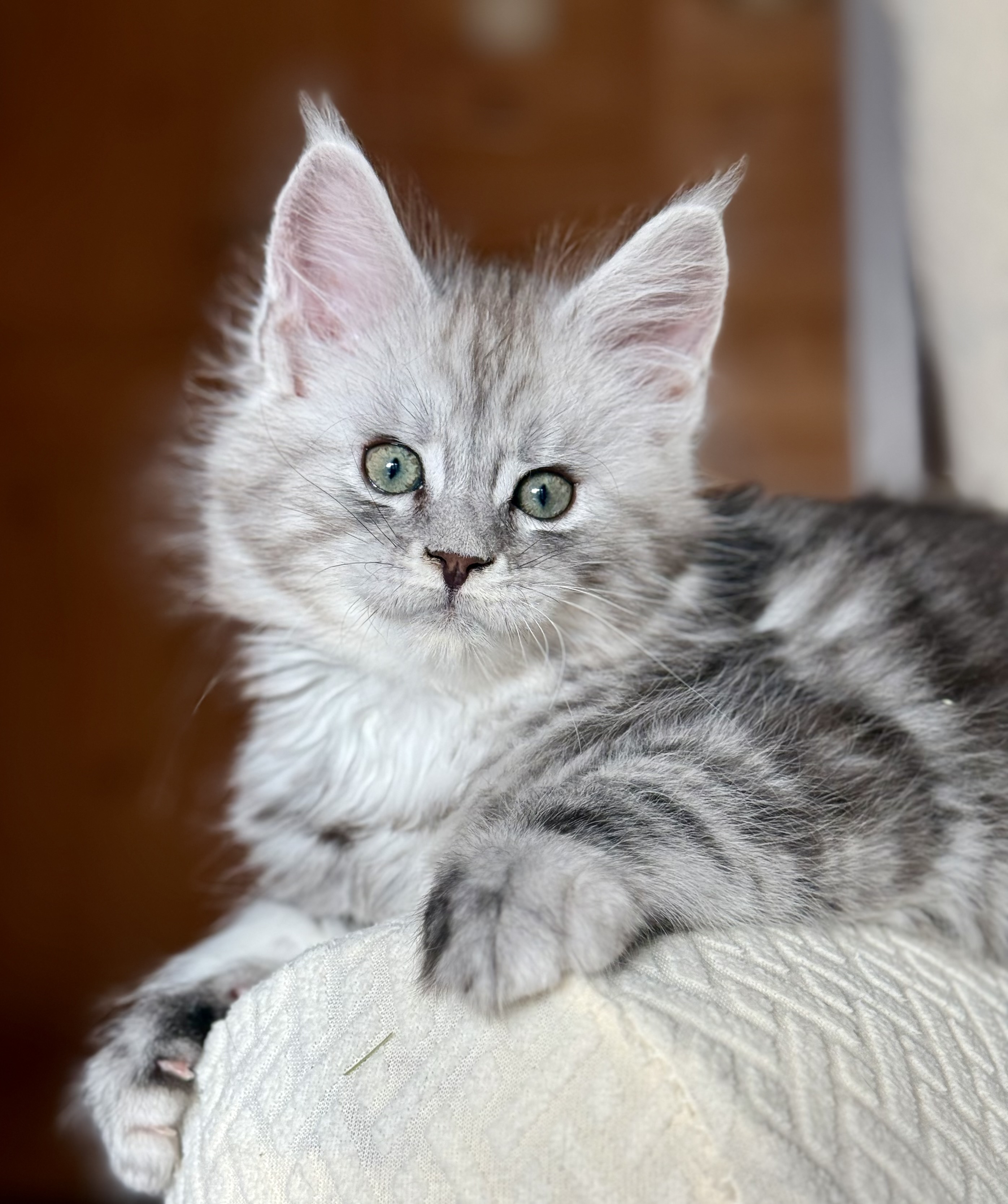 fotka kočky 💙 Xamuel von Erillian,CZ